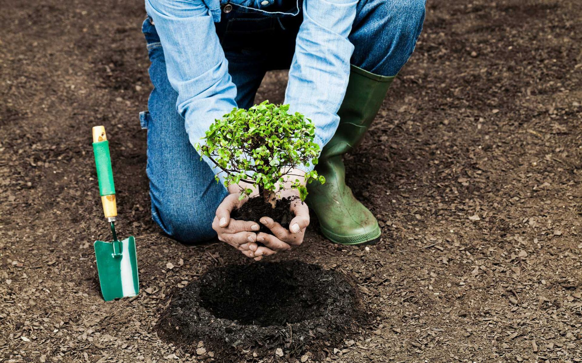 Tree Planting Depth and Spacing Recommendations