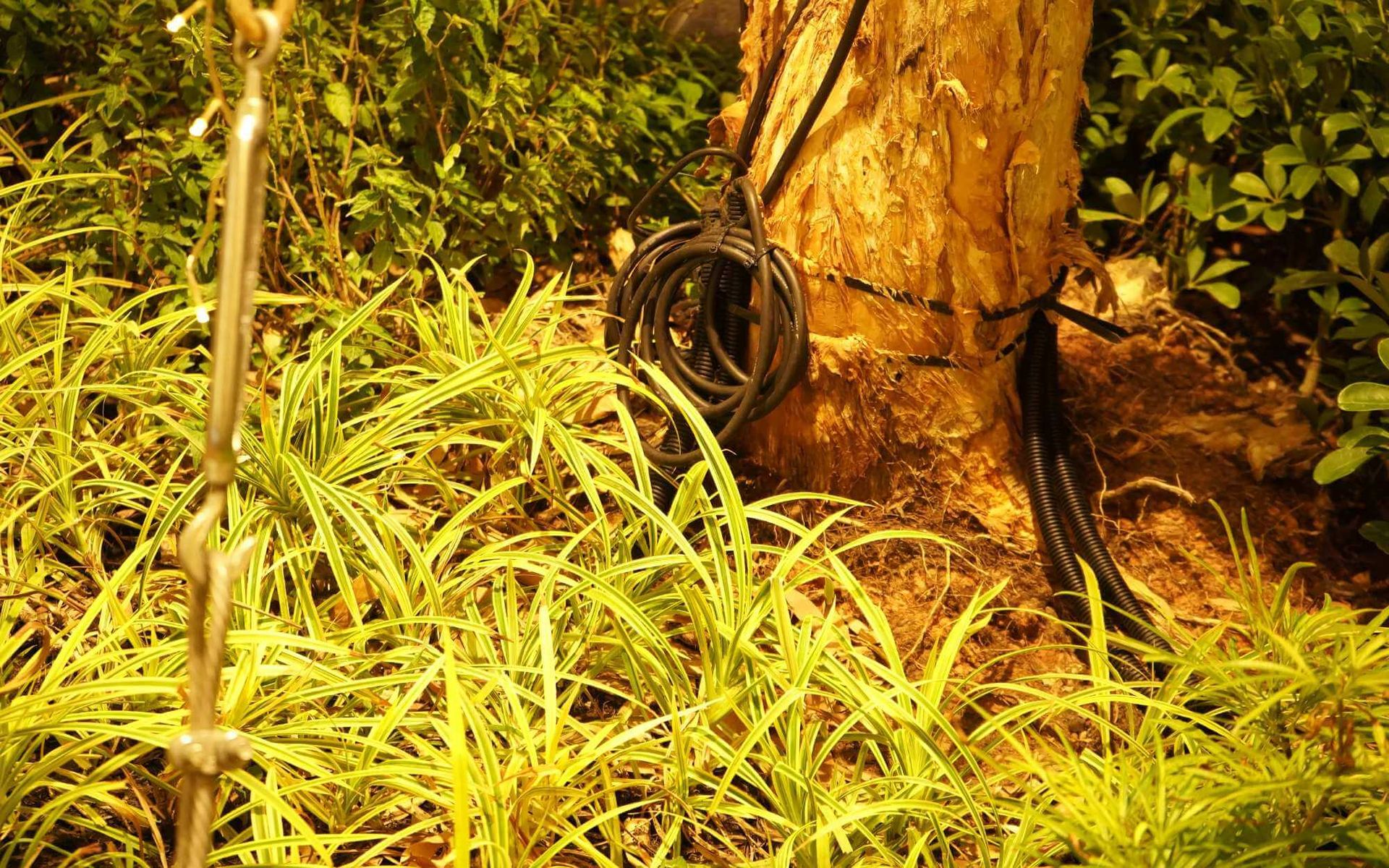 Cabling Mastery: Arborist-Approved Tree Cabling Techniques