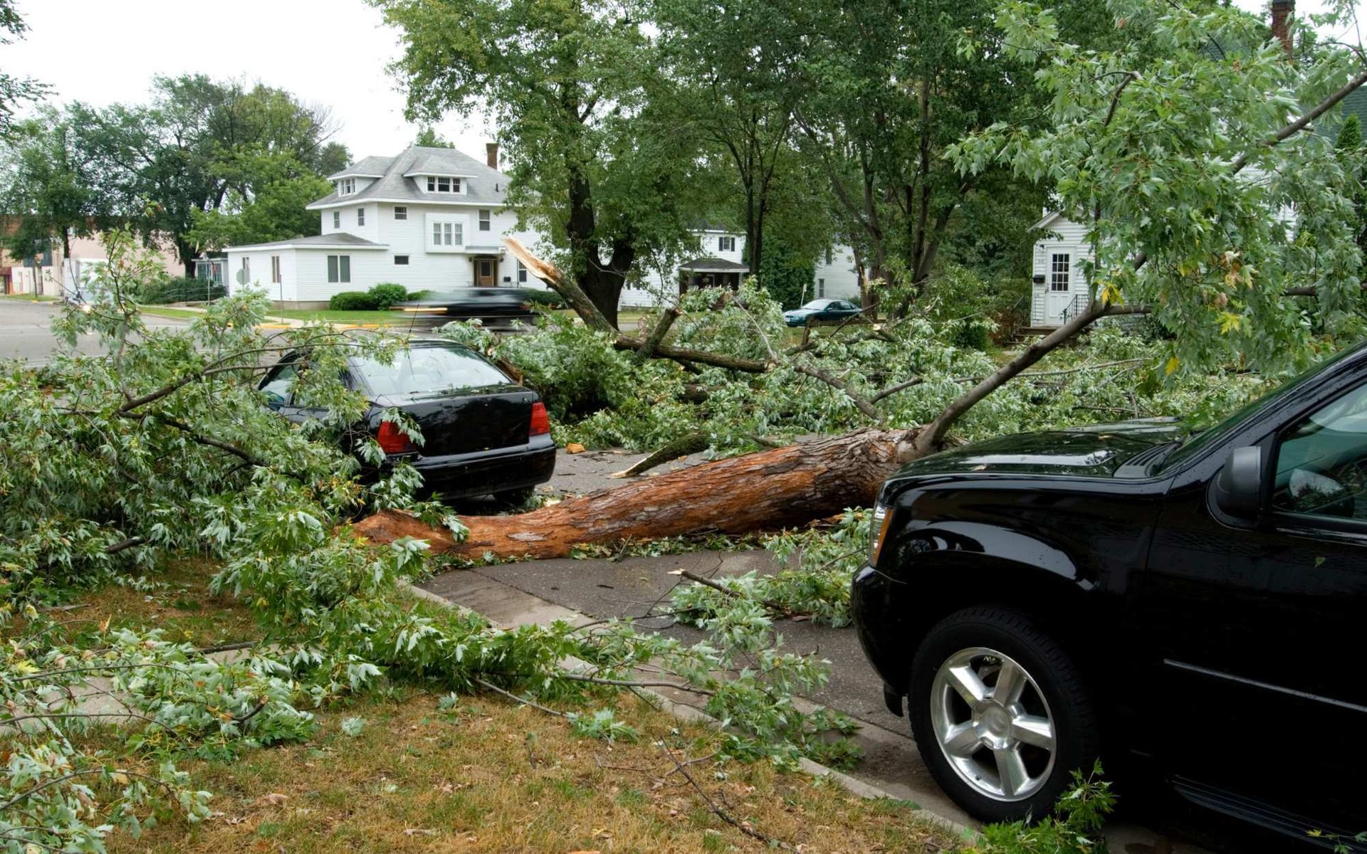 The Importance of Emergency Storm Tree Cleanup Services