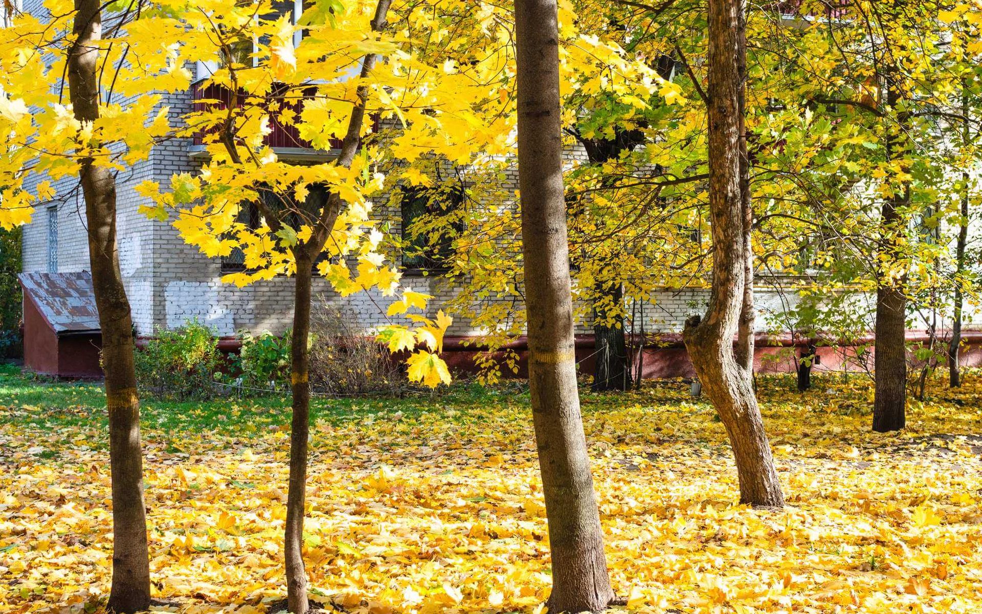 What You Need to Know About Urban Tree Risk Assessment
