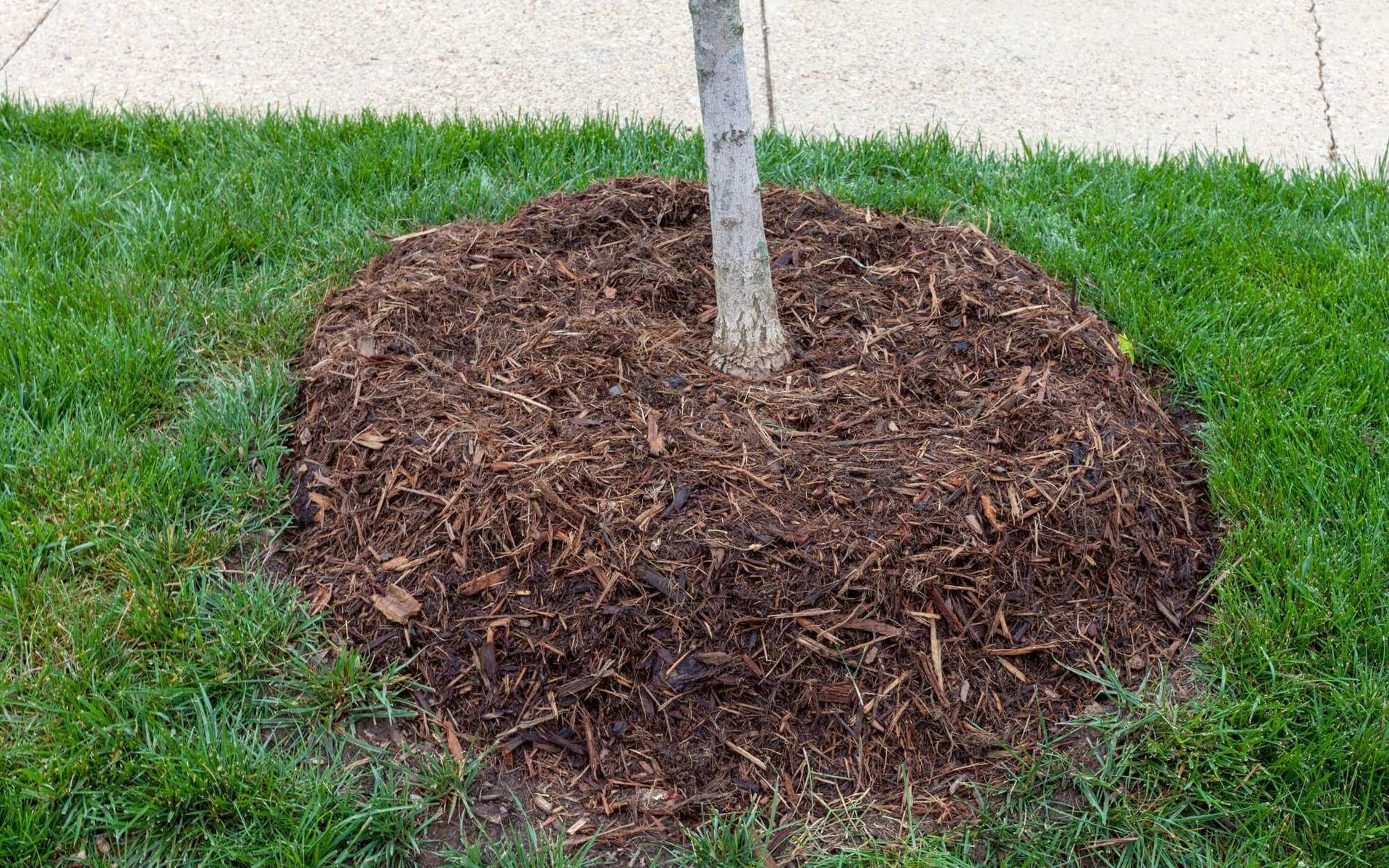Mulching 101: The Ultimate Guide to Mulching Around Trees