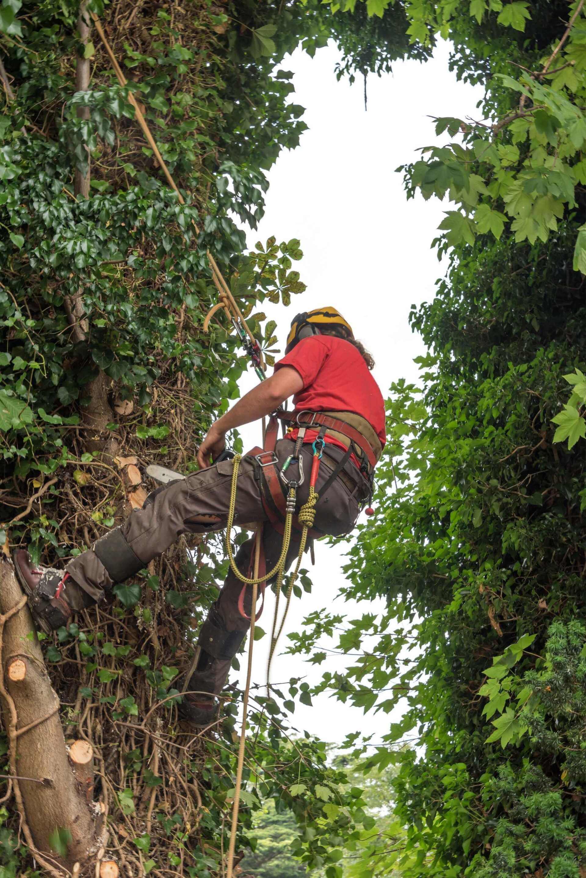 What is a Certified Arborist?