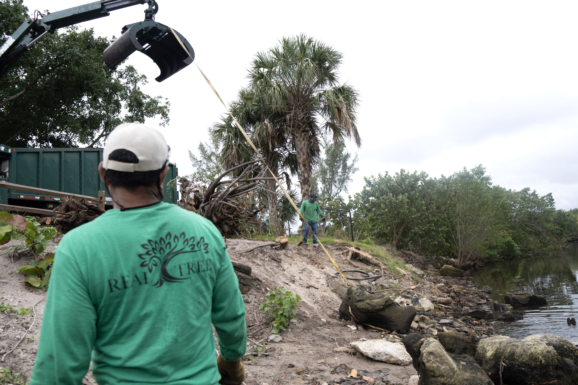 arborist removing tree in fort lauderdale florida