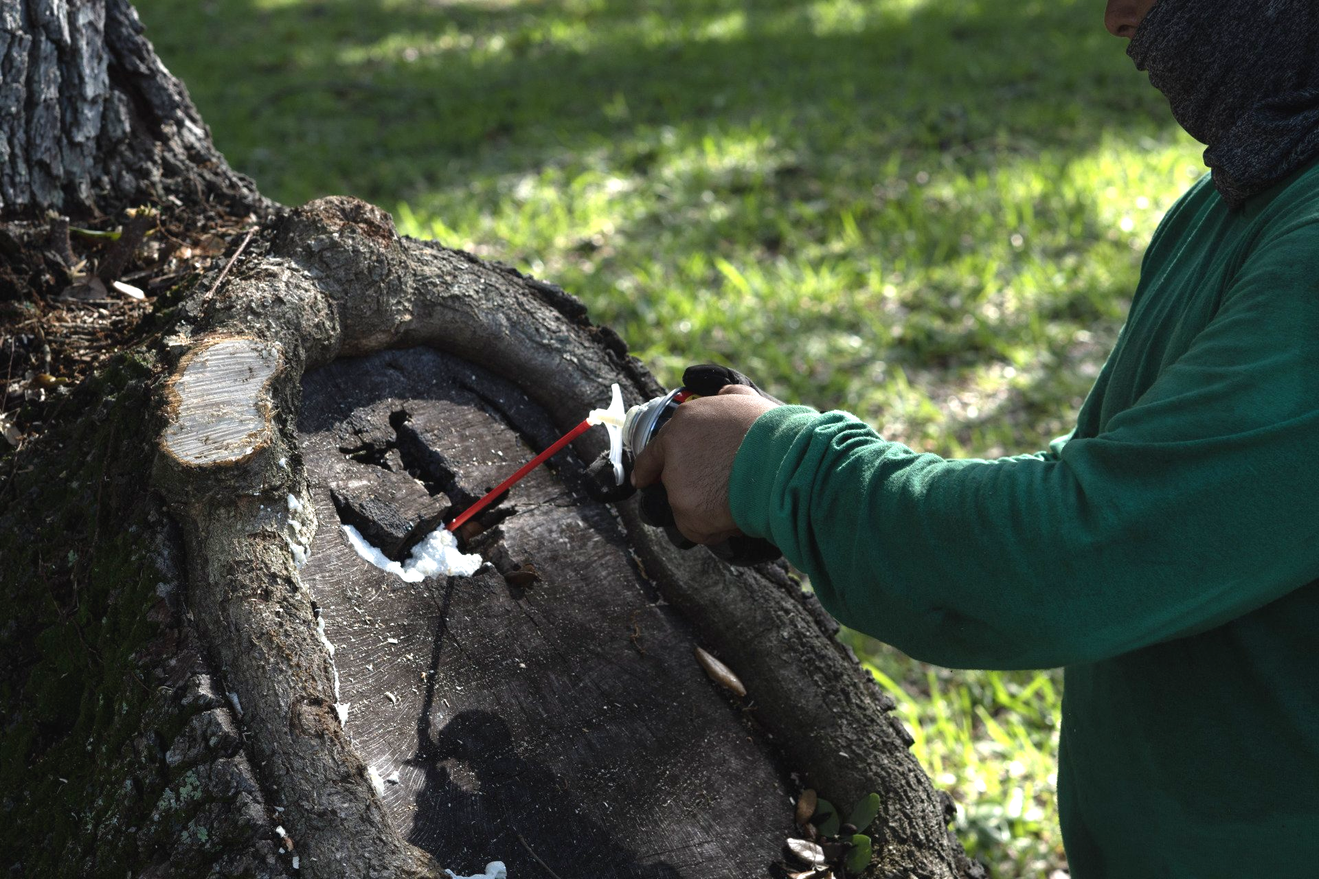 certified arborist resolving tree rot problems