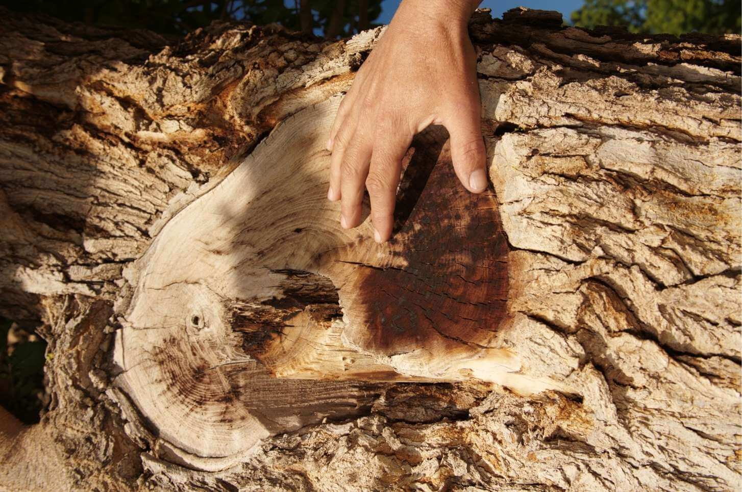 Green Choices: Eco-Friendly Stump Removal Options