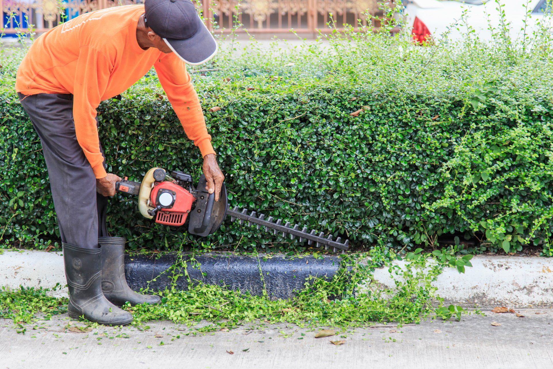 Lighthouse Point certified arborist trimming the hedges to shape them flawlessly