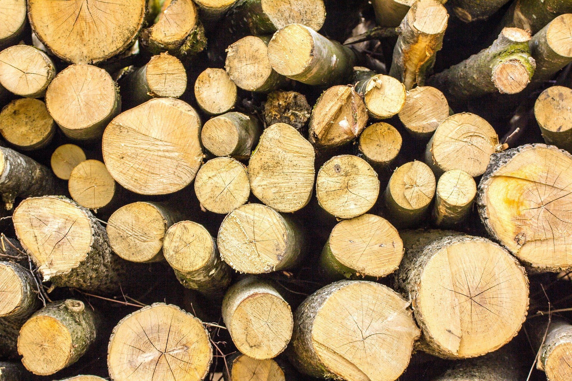 a pile of logs