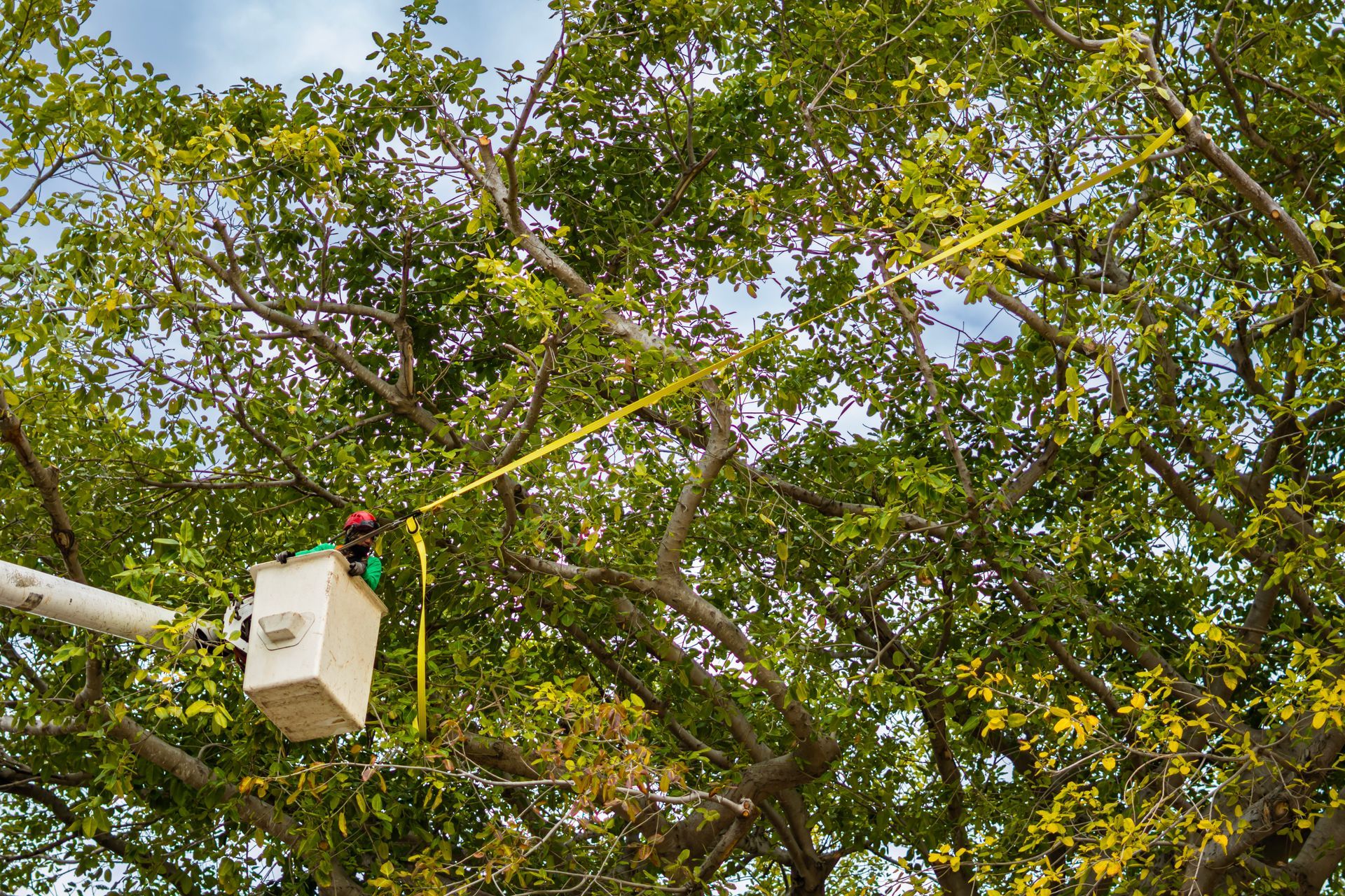arborist in a bucket trying to remove the lower branches