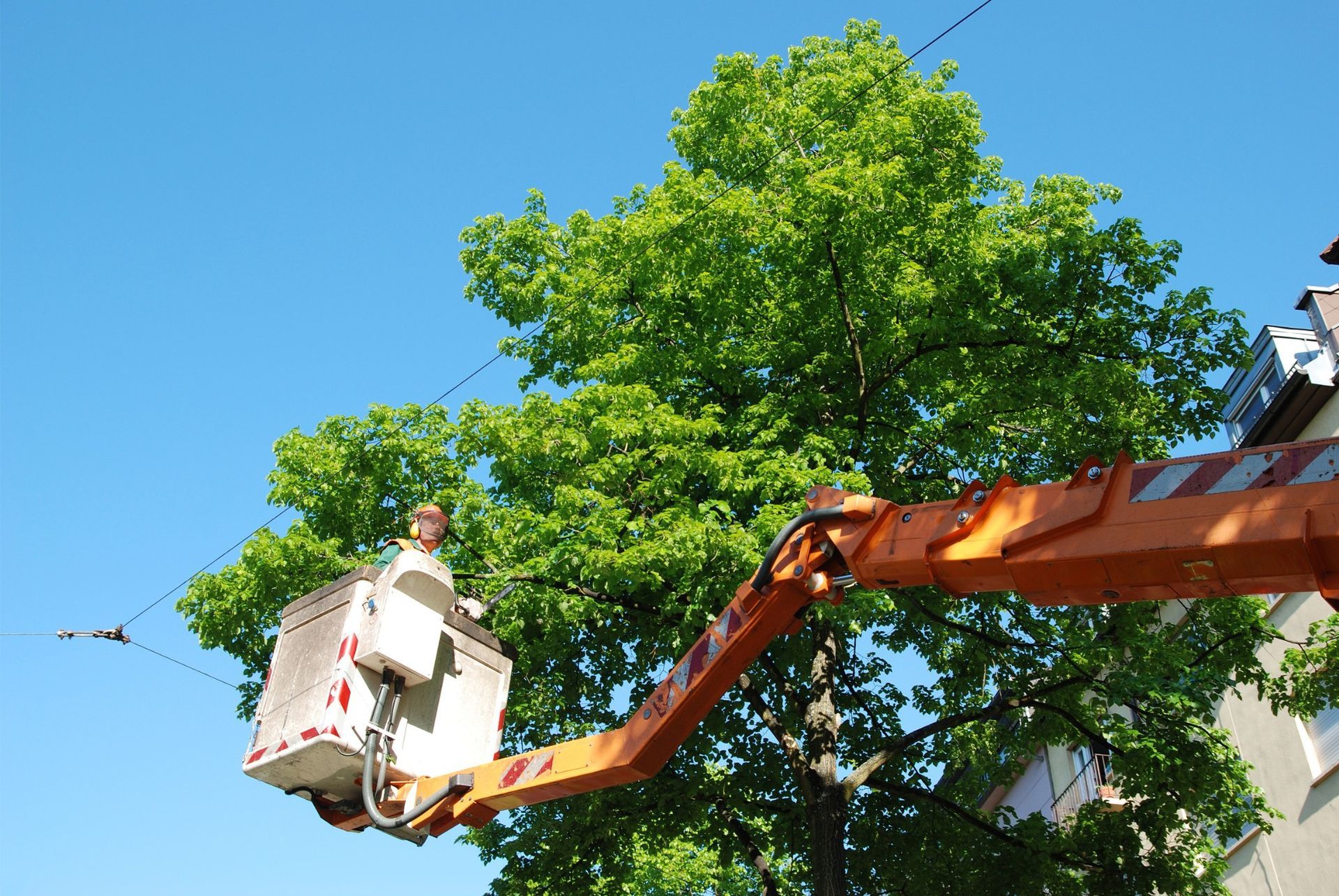 local arborist trimming the trees outside the commercial building in Naples, FL