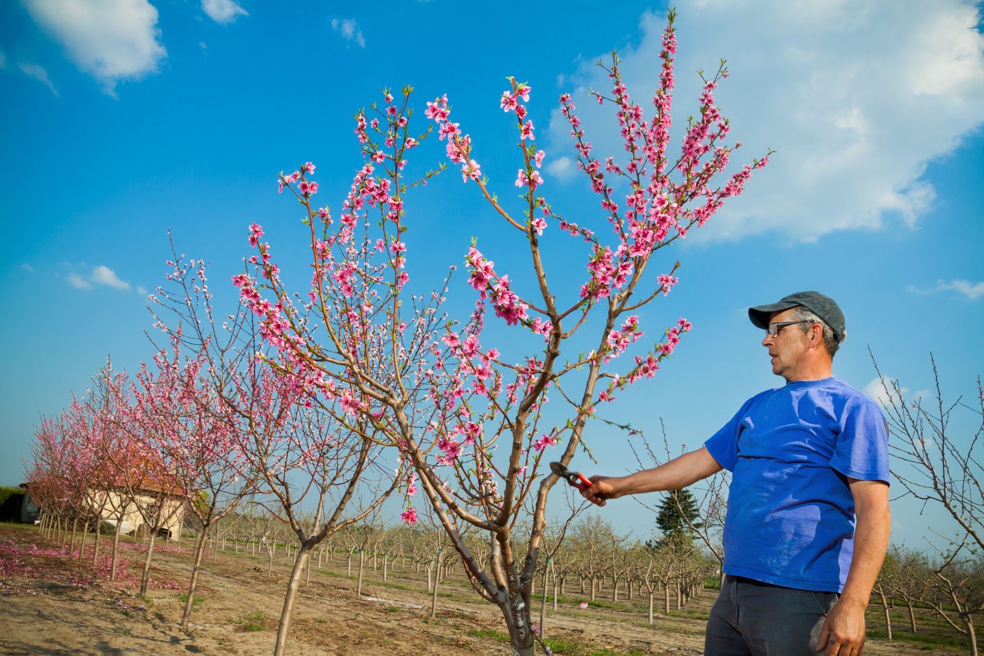 certified arborist performing seasonal fruit tree trimming
