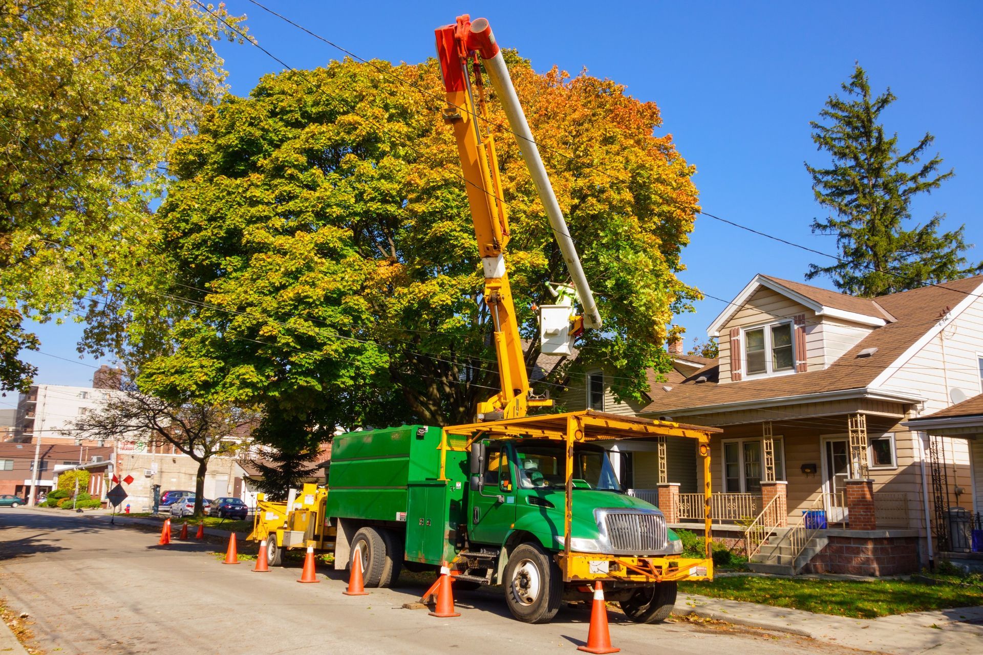 a large residential tree in Naples FL is being removed by Real Tree Team Naples