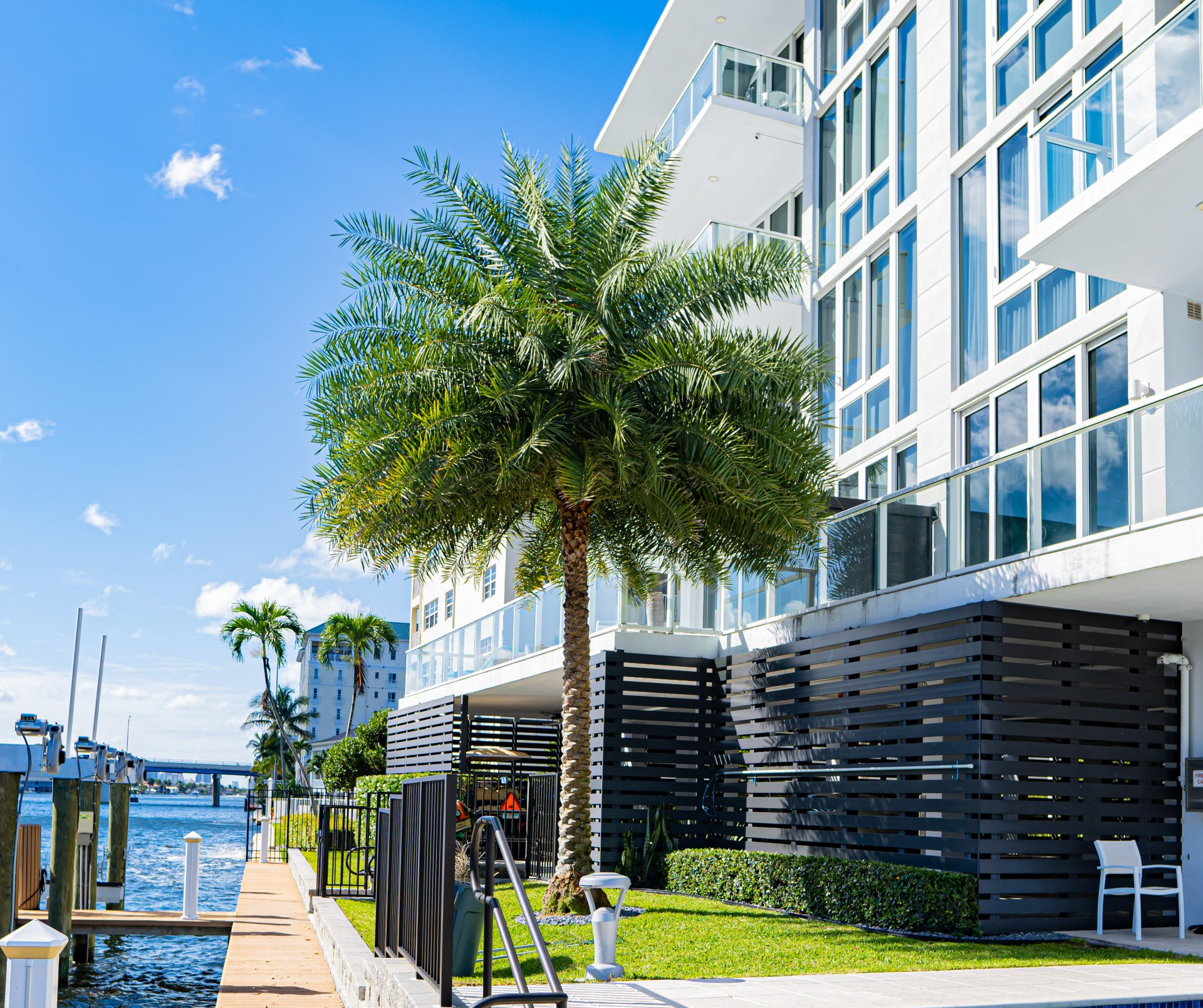 A Queen Palm Tree in Delray Beach FL