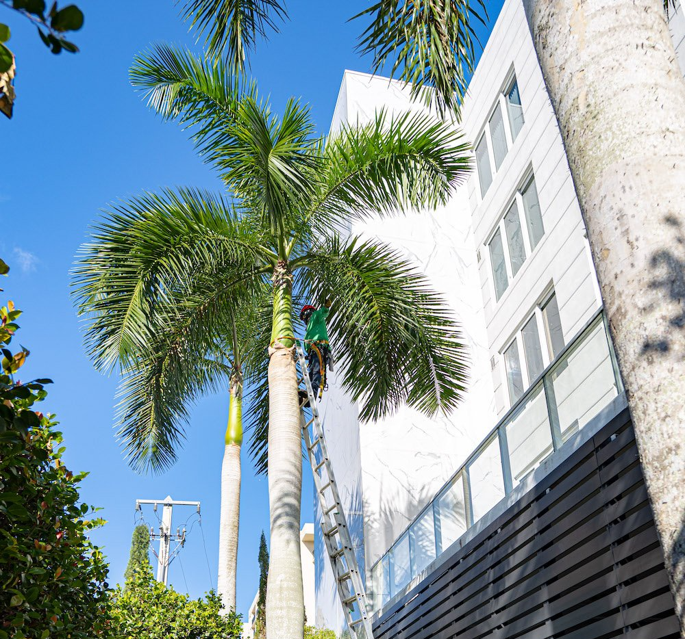 Our tree pro trimming a queen palm in Fort Lauderdale FL