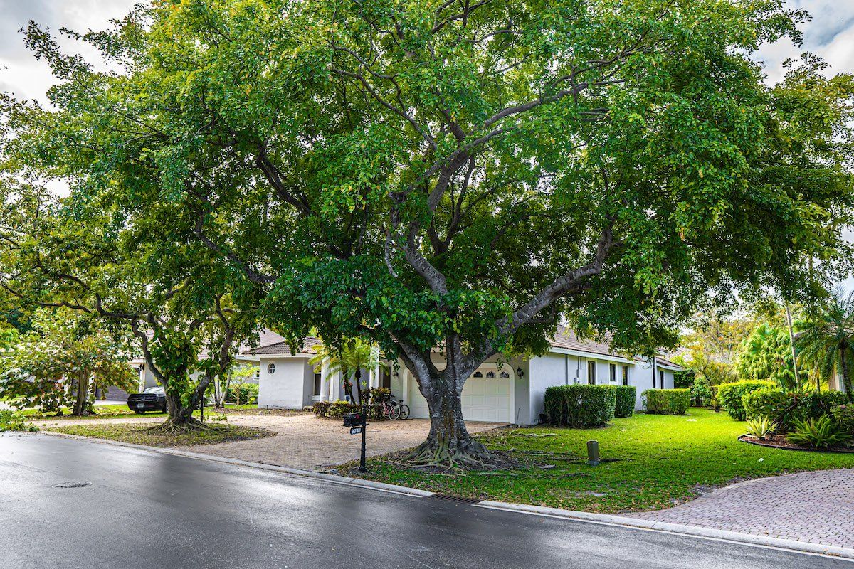 Our tree planting service in Boca Raton FL.
