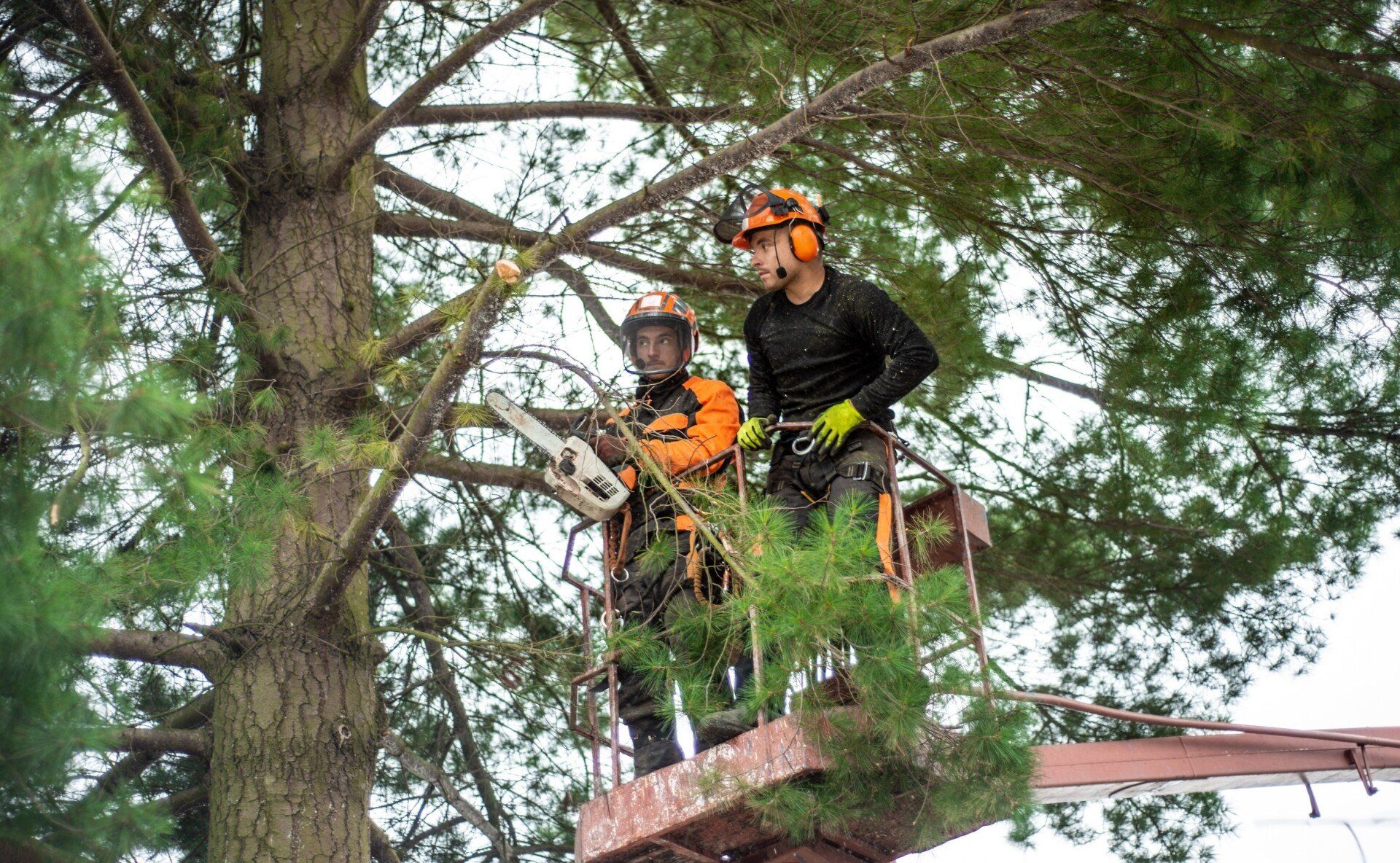 Local arborist cutting a dead branch off a tree in Deerfield Beach FL