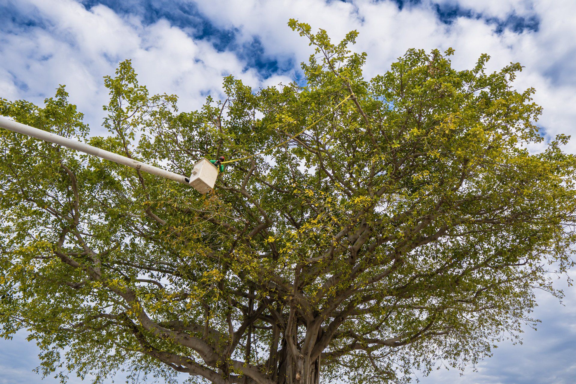 Arborist from Real Tree Team in a bucket truck performing tree trimming in Delray Beach FL