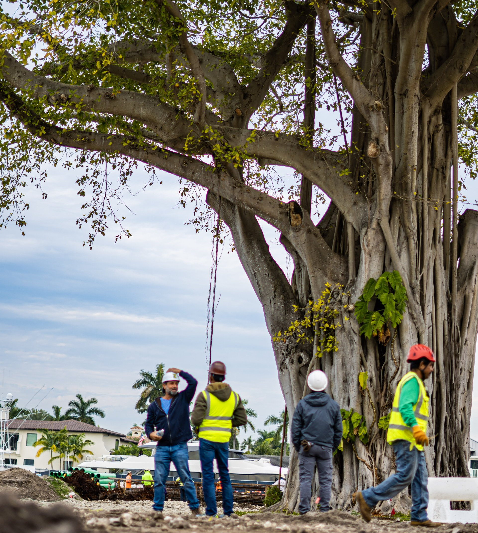 Our tree specialists are looking for signs of tree pests and diseases.