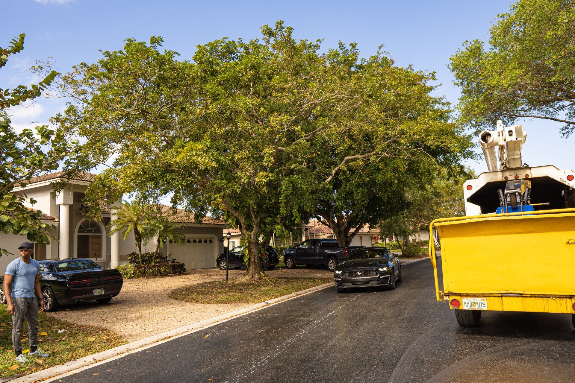 Green Safety: Urban Tree Risk Management Strategies