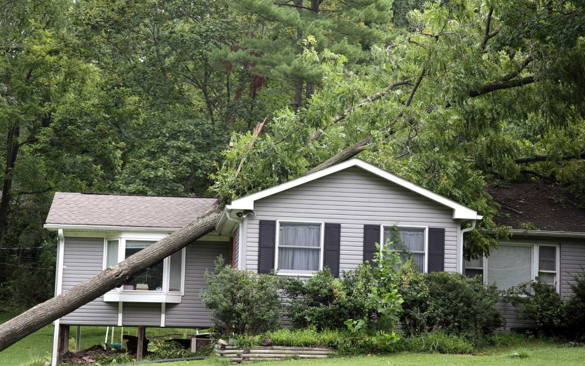 a fallen tree that could've been prevented if regular tree assessment was conducted
