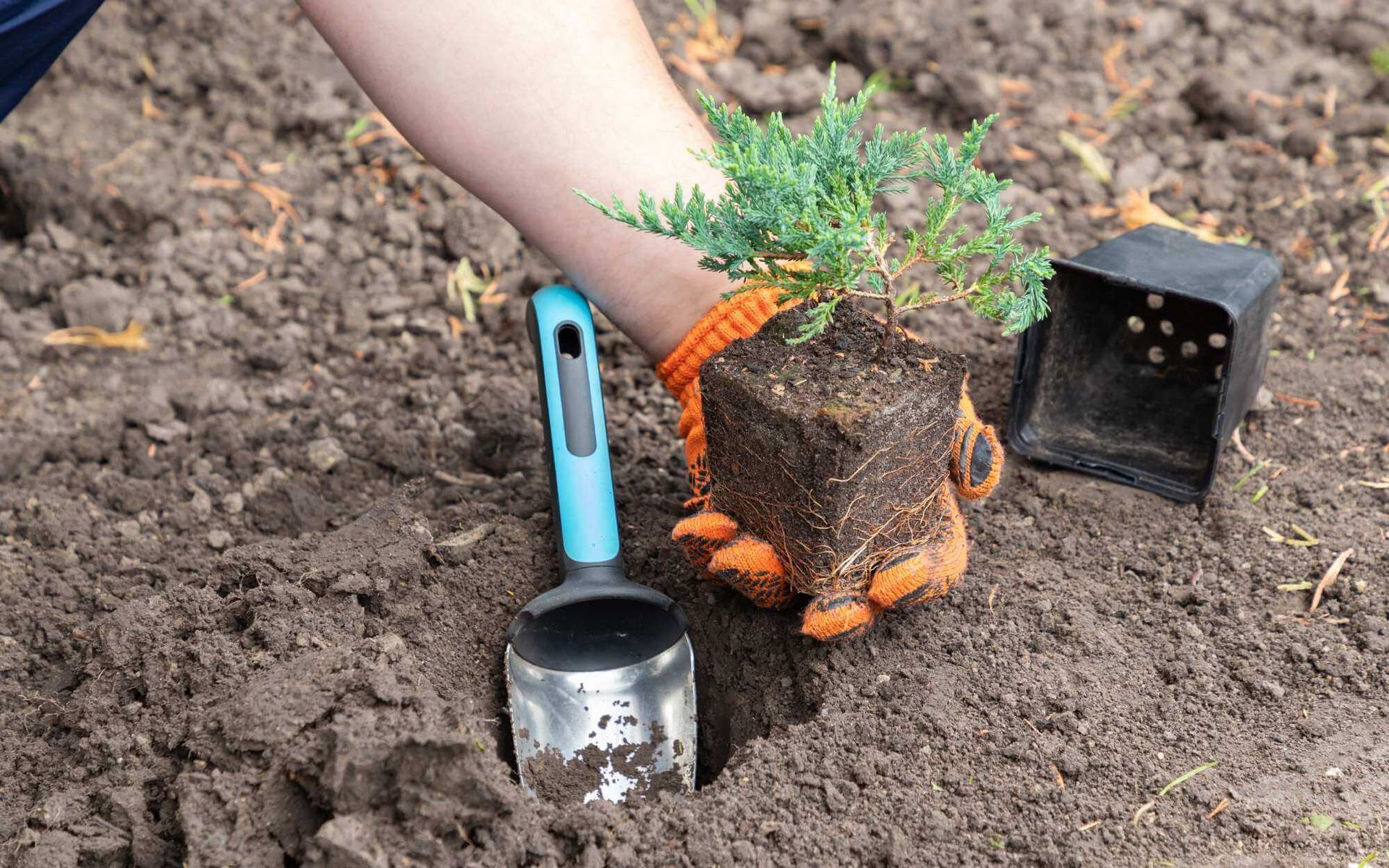 young shrub transplantation
