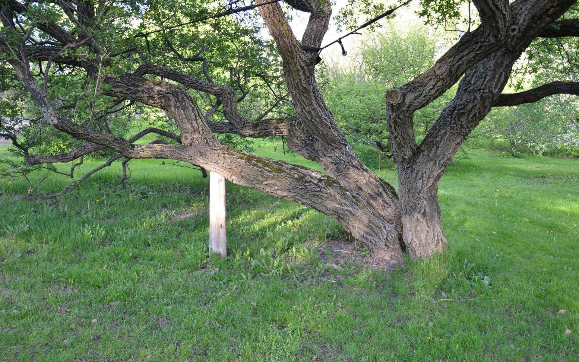 Making the Call: When to Consider Tree Cabling and Bracing