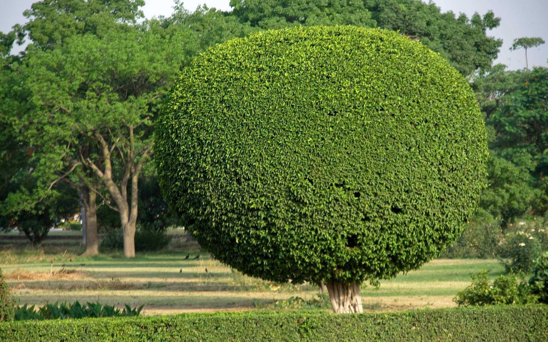 an aesthetically shaped tree done by a professional trimmer