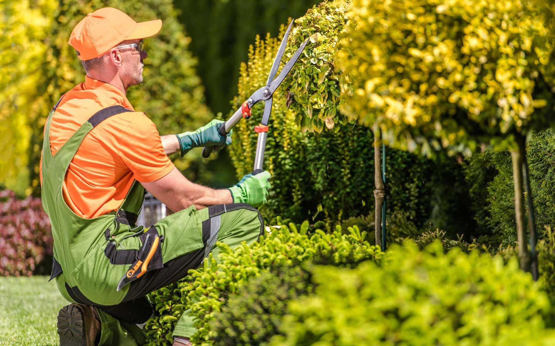 aesthetic tree trimming done by a professional landscaper