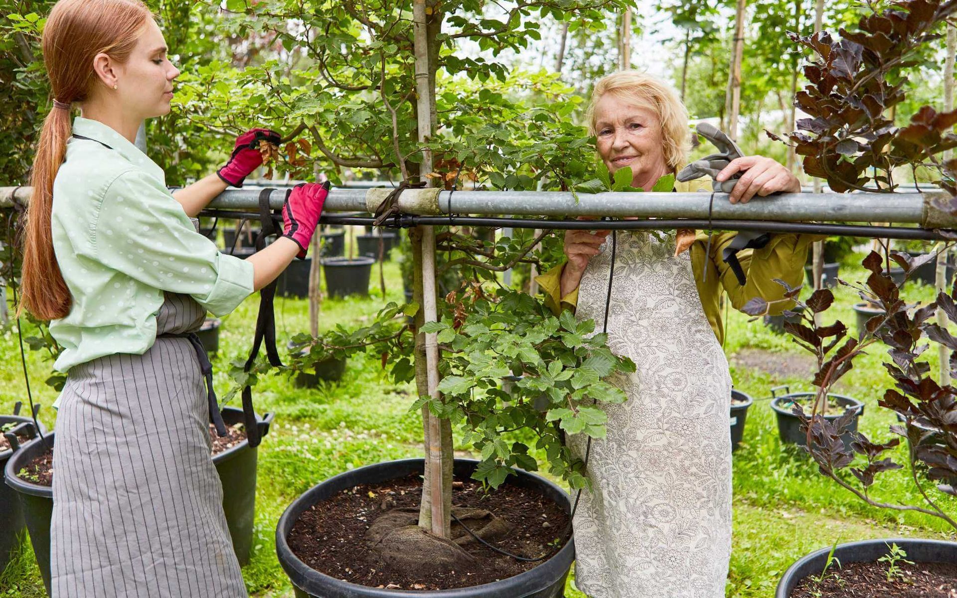 professional garden tree assessment 