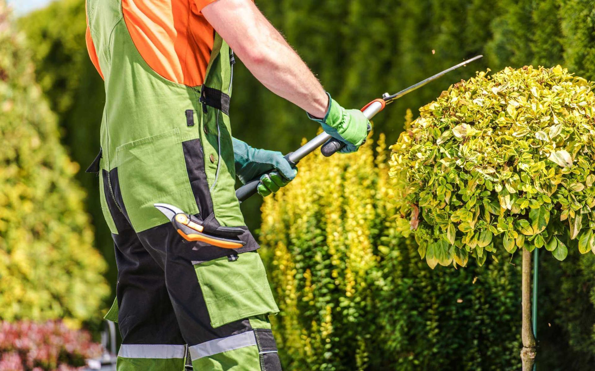 Brushstrokes of Green: Artistic Tree Trimming Techniques