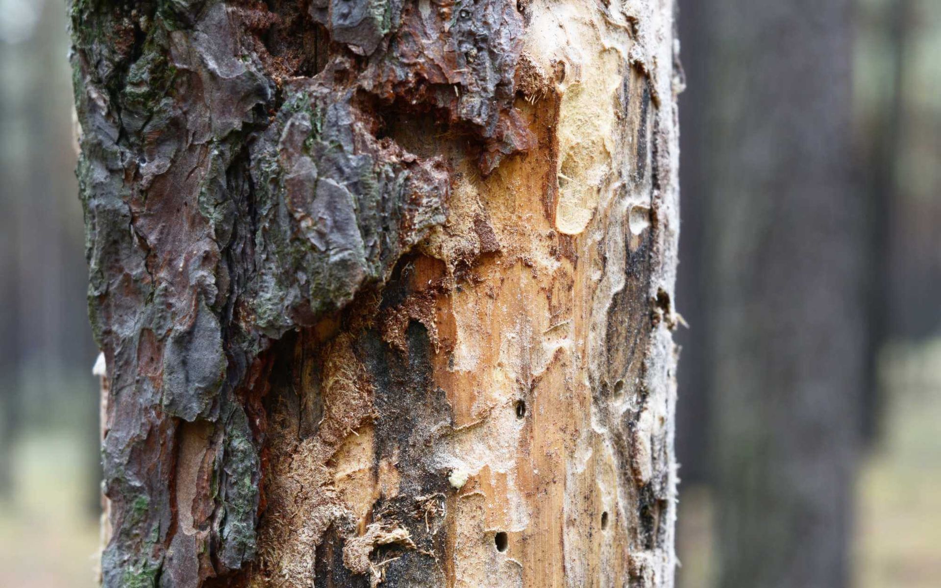 beetle-infested tree