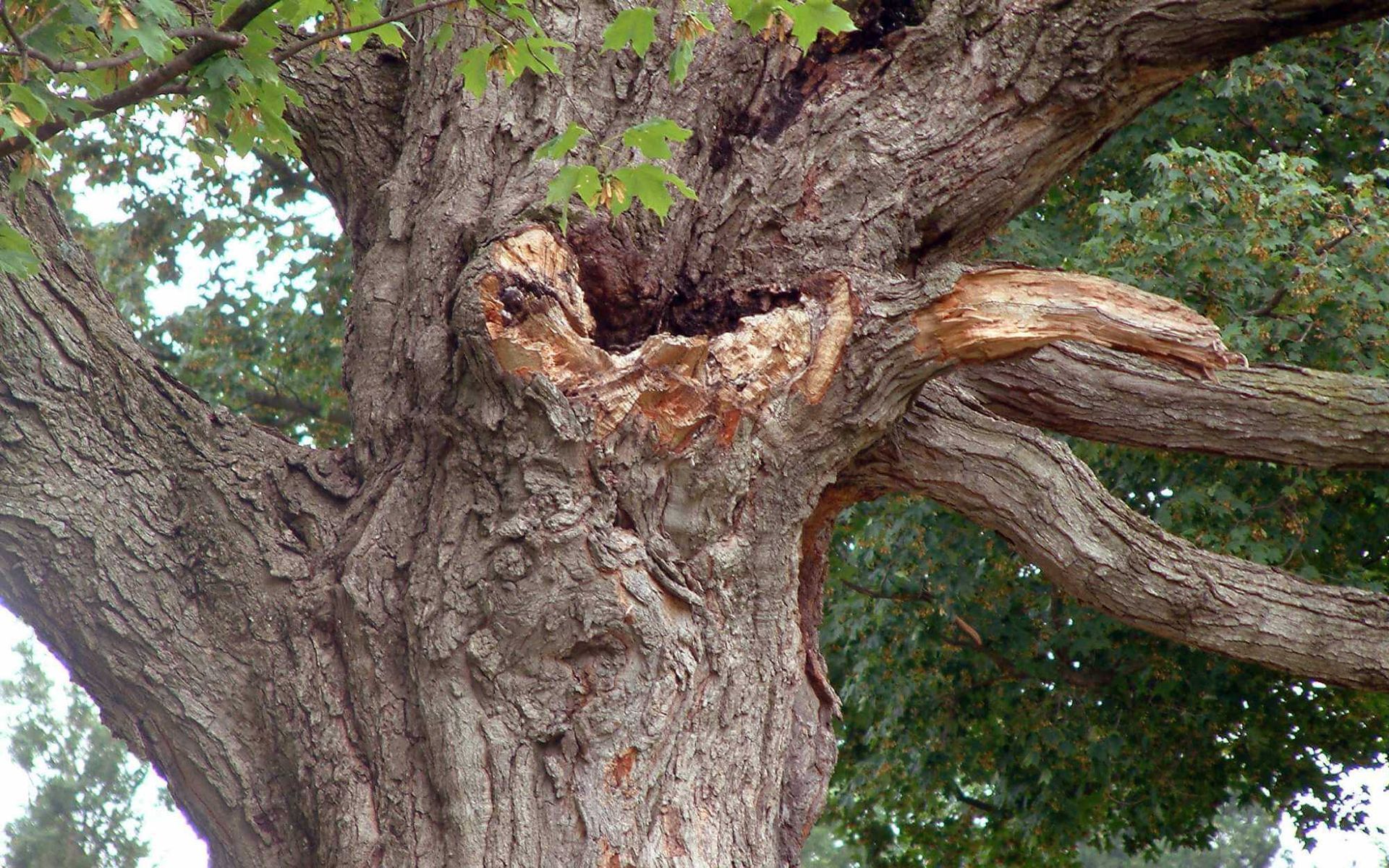 oak tree wilting