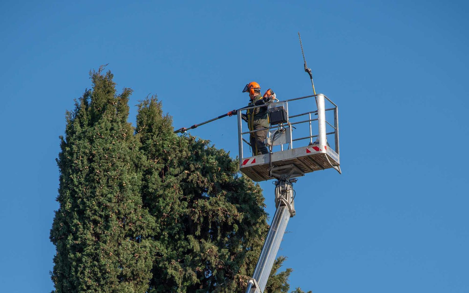 pruning urban trees near construction site