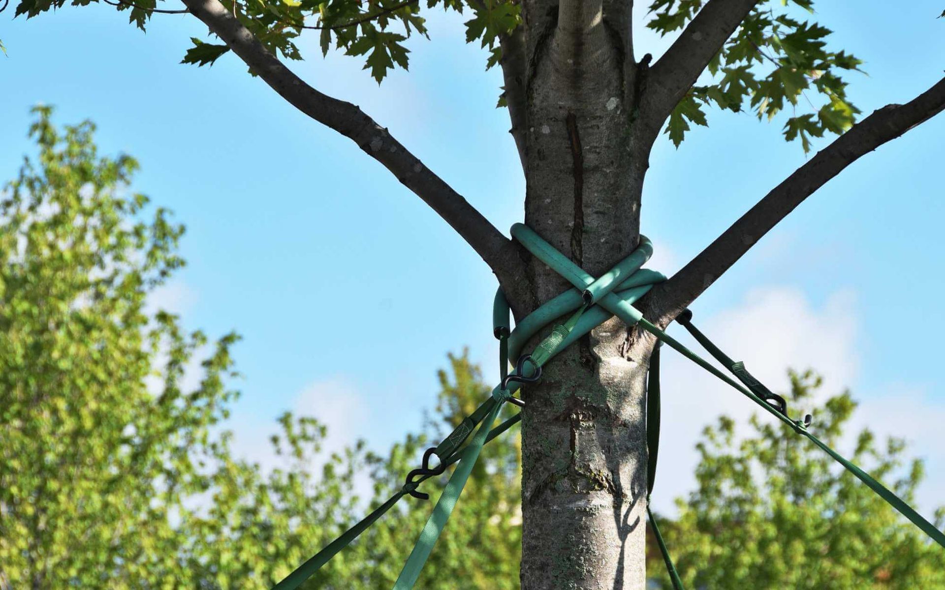 tree support system is installed for long-term health and safety