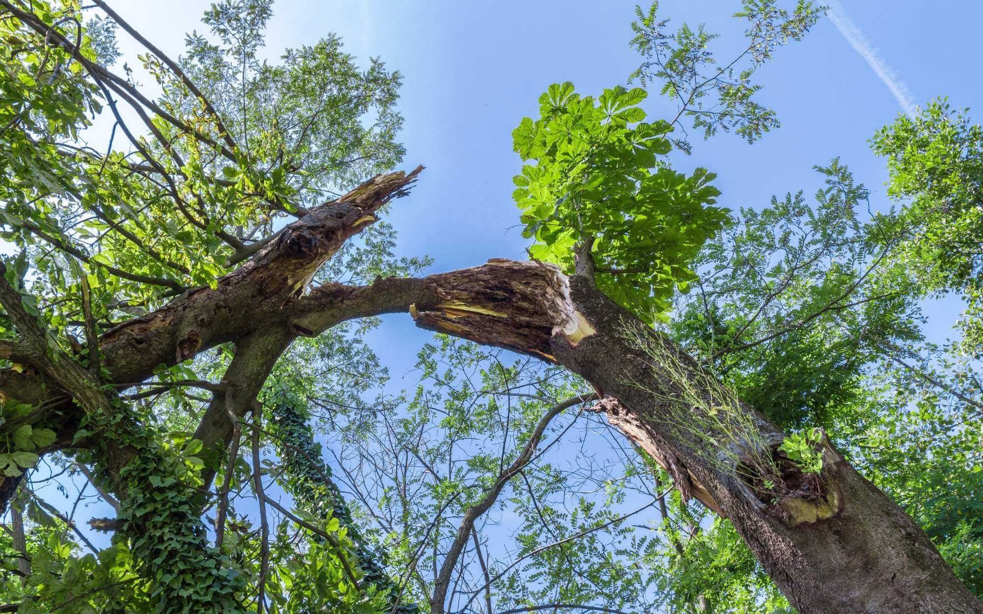 broken tree that needs to be removed