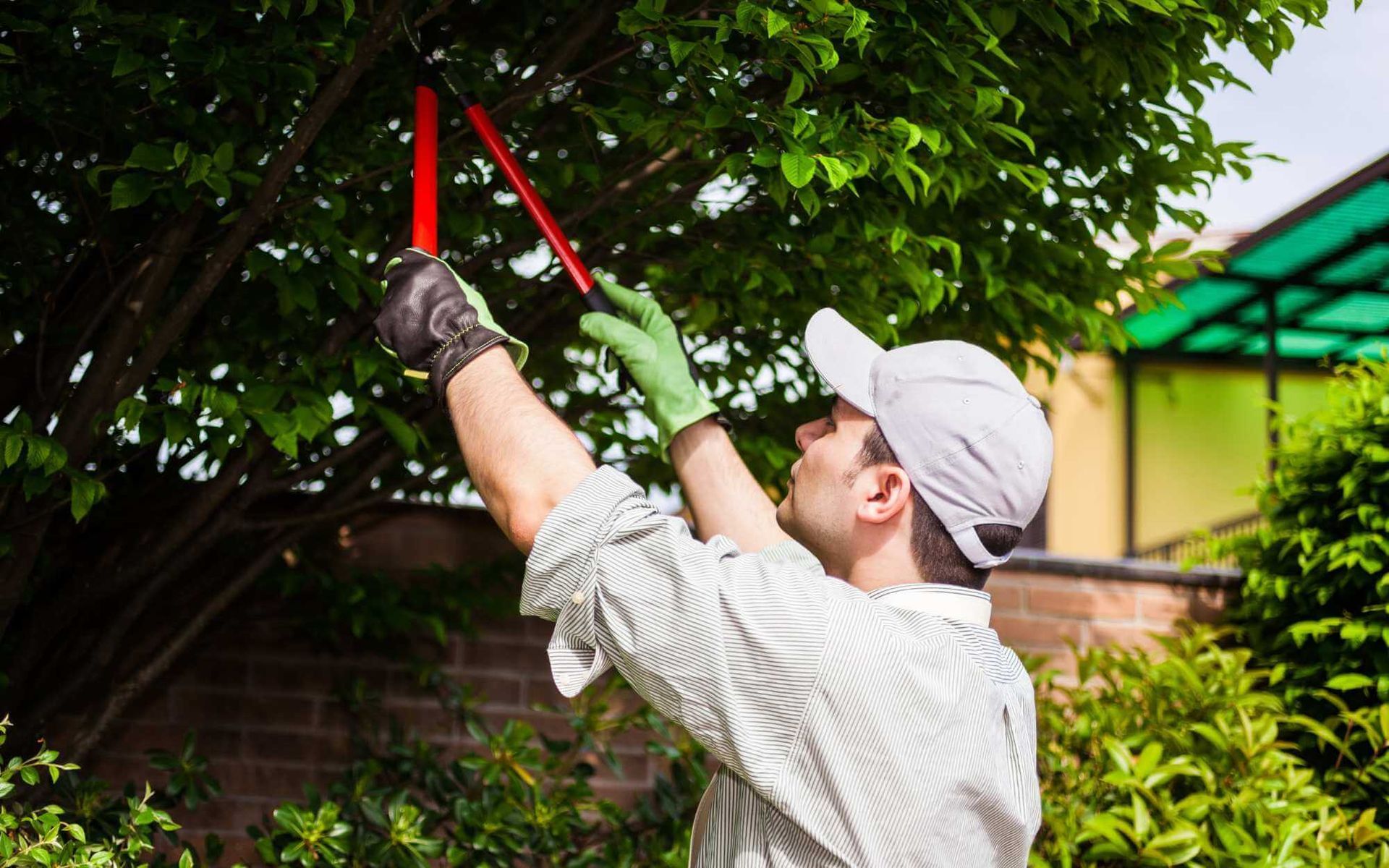 summer fruit tree pruning