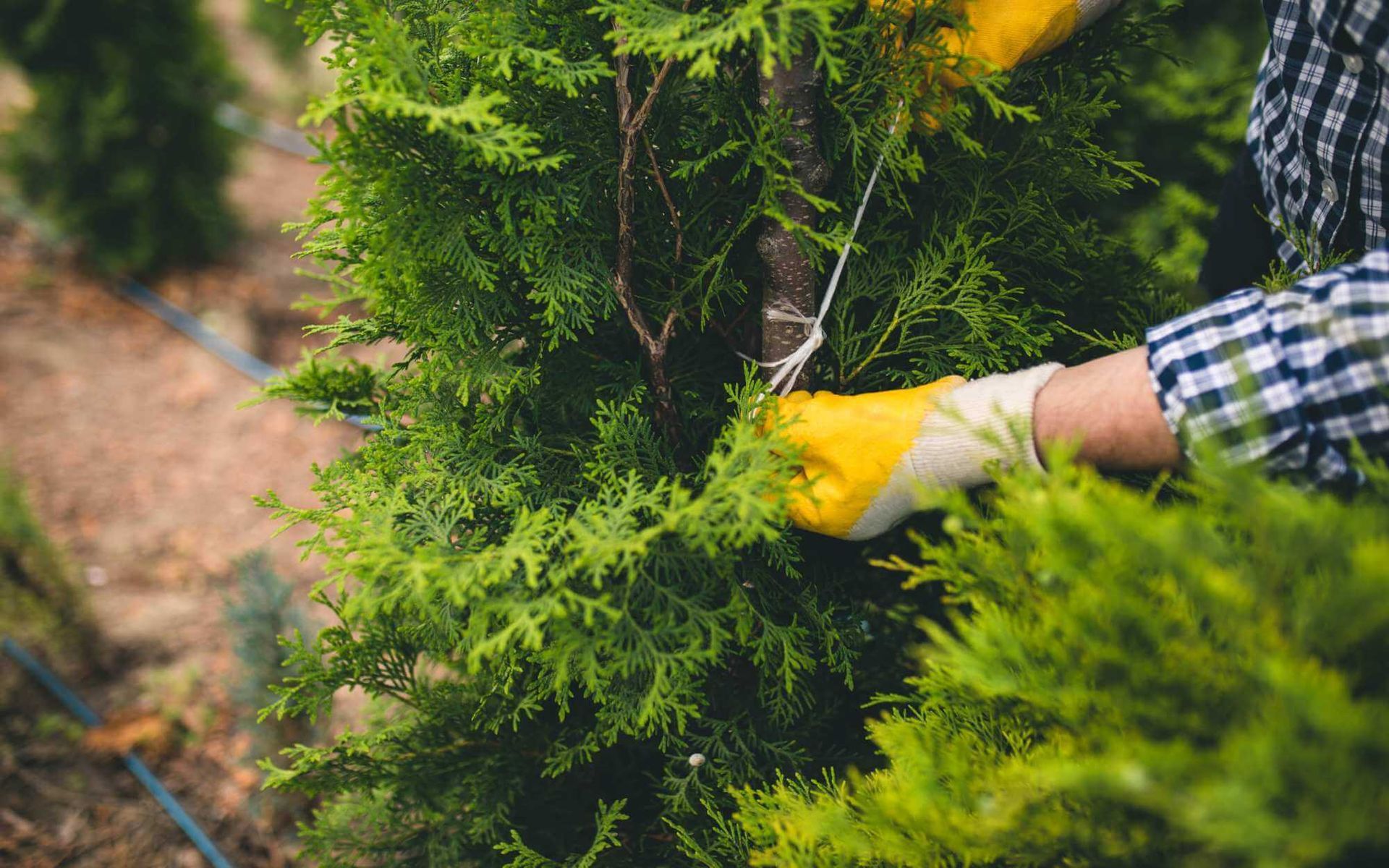 The Science and Application of Tree Growth Regulators