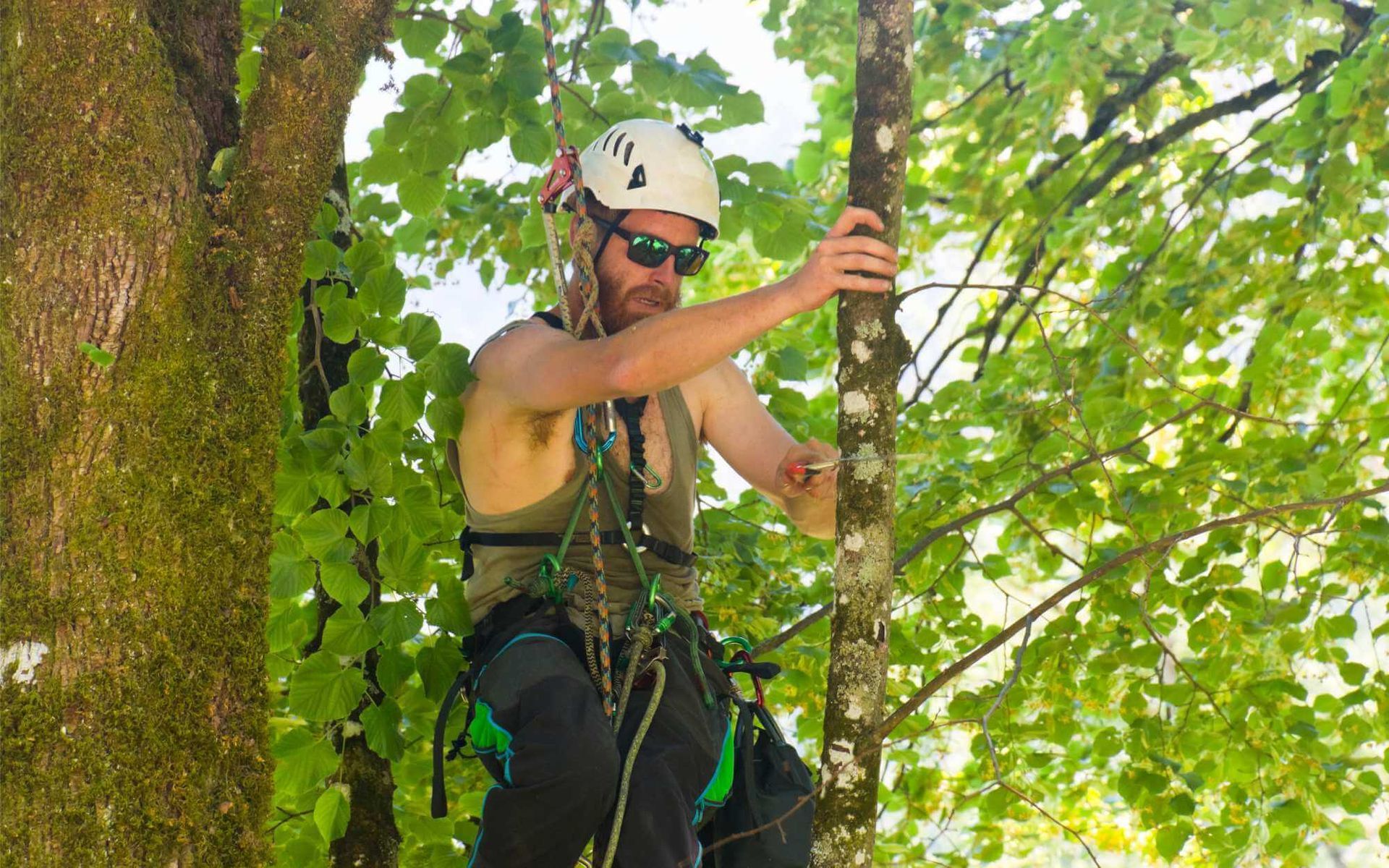 a professional arborist in a harness inspecting a tree