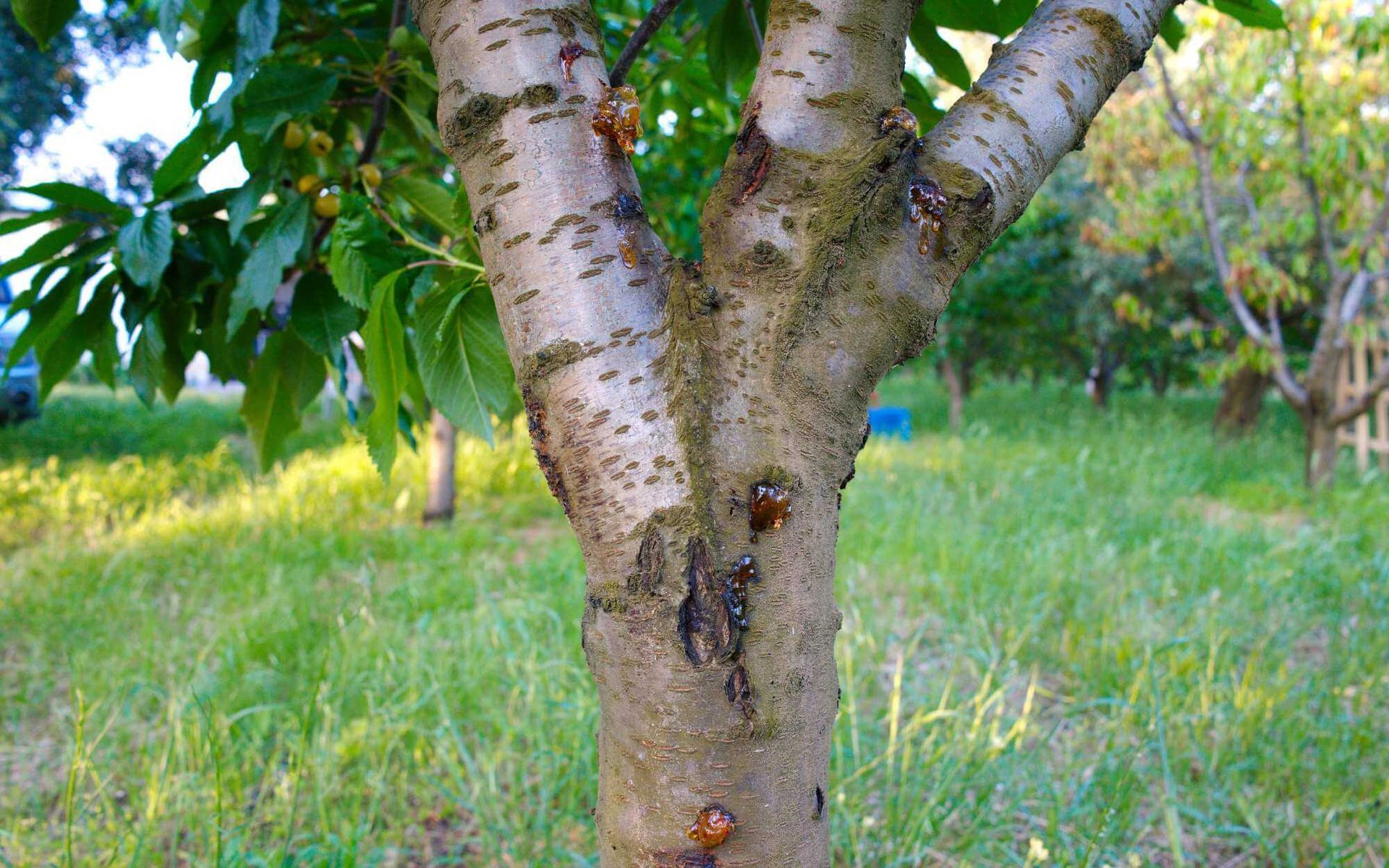 a curable cherry tree disease
