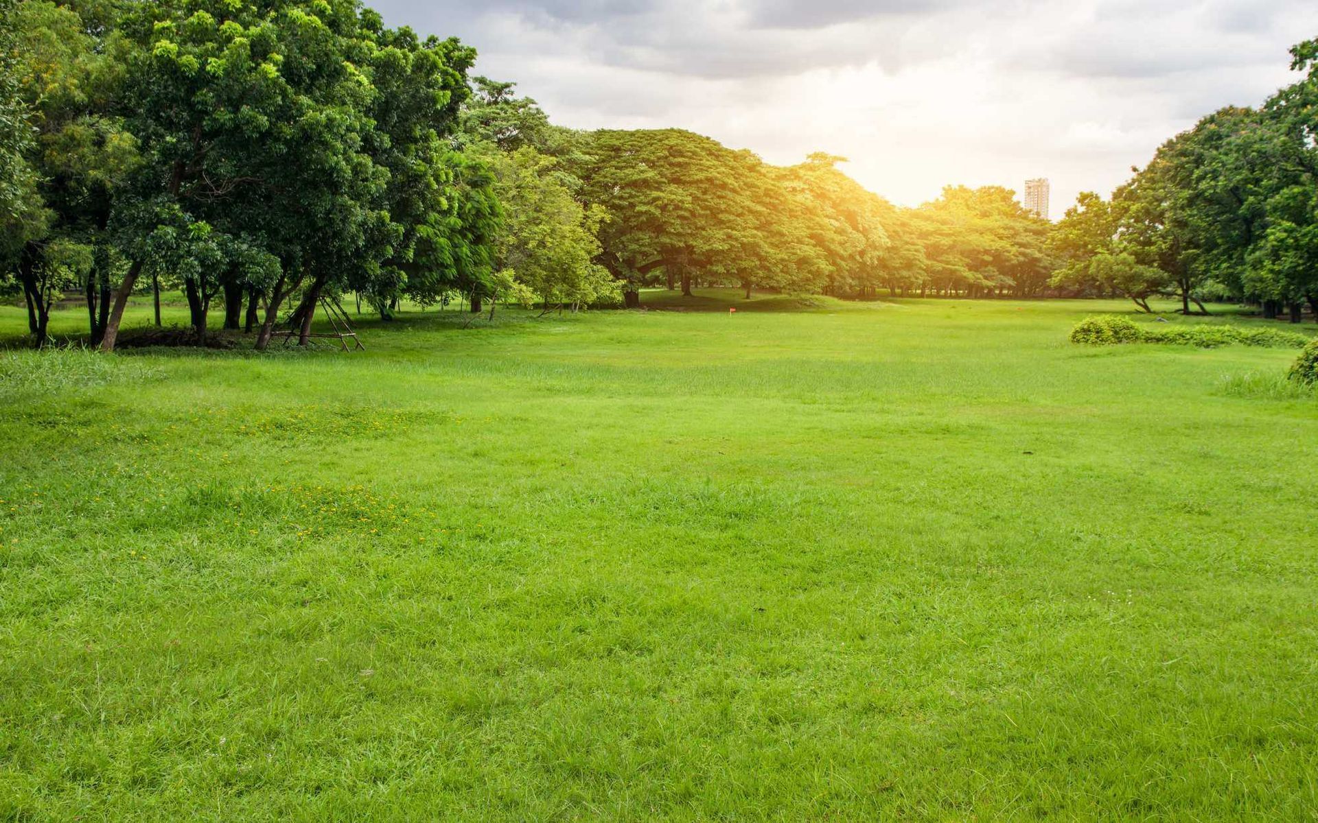 lush urban forestry in South Florida
