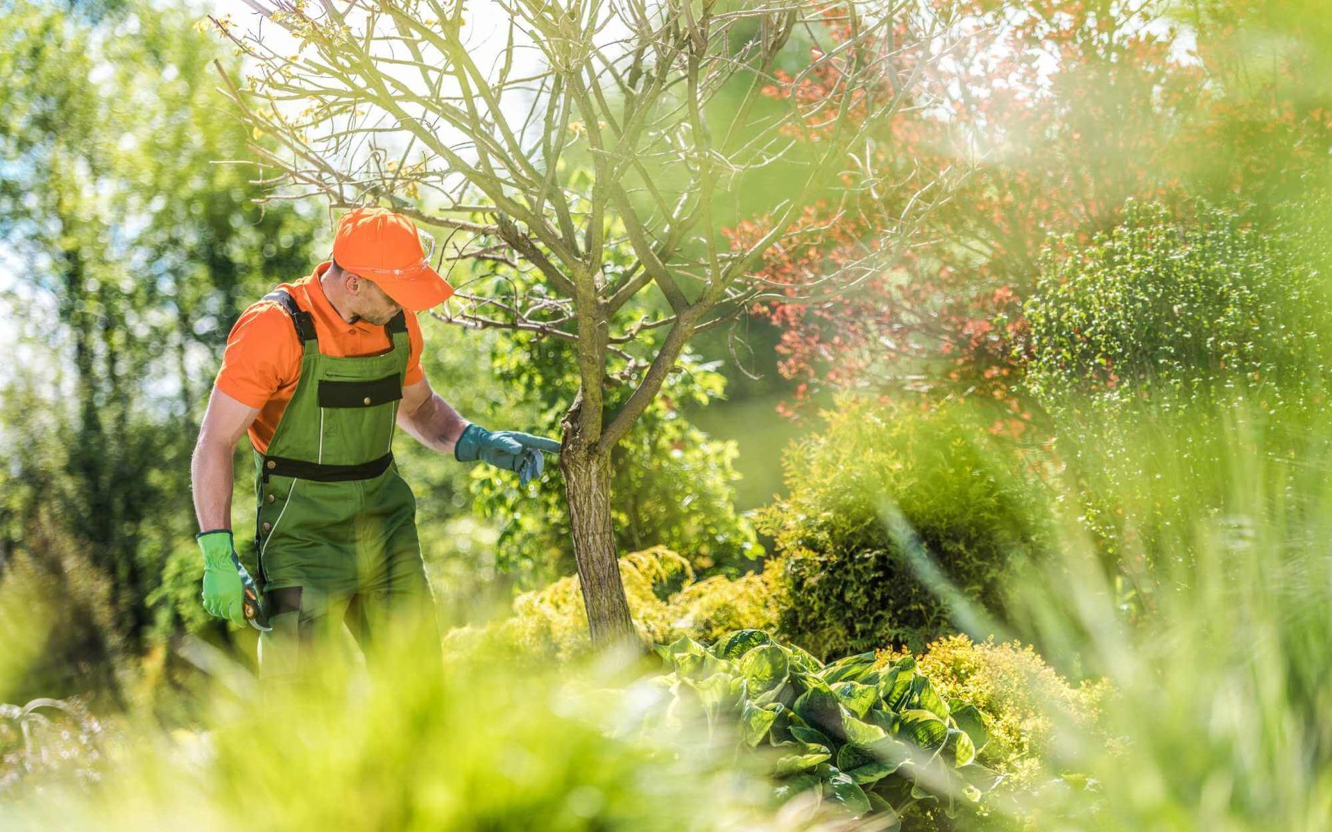 Tree Risk Assessment vs Regular Arborist Maintenance