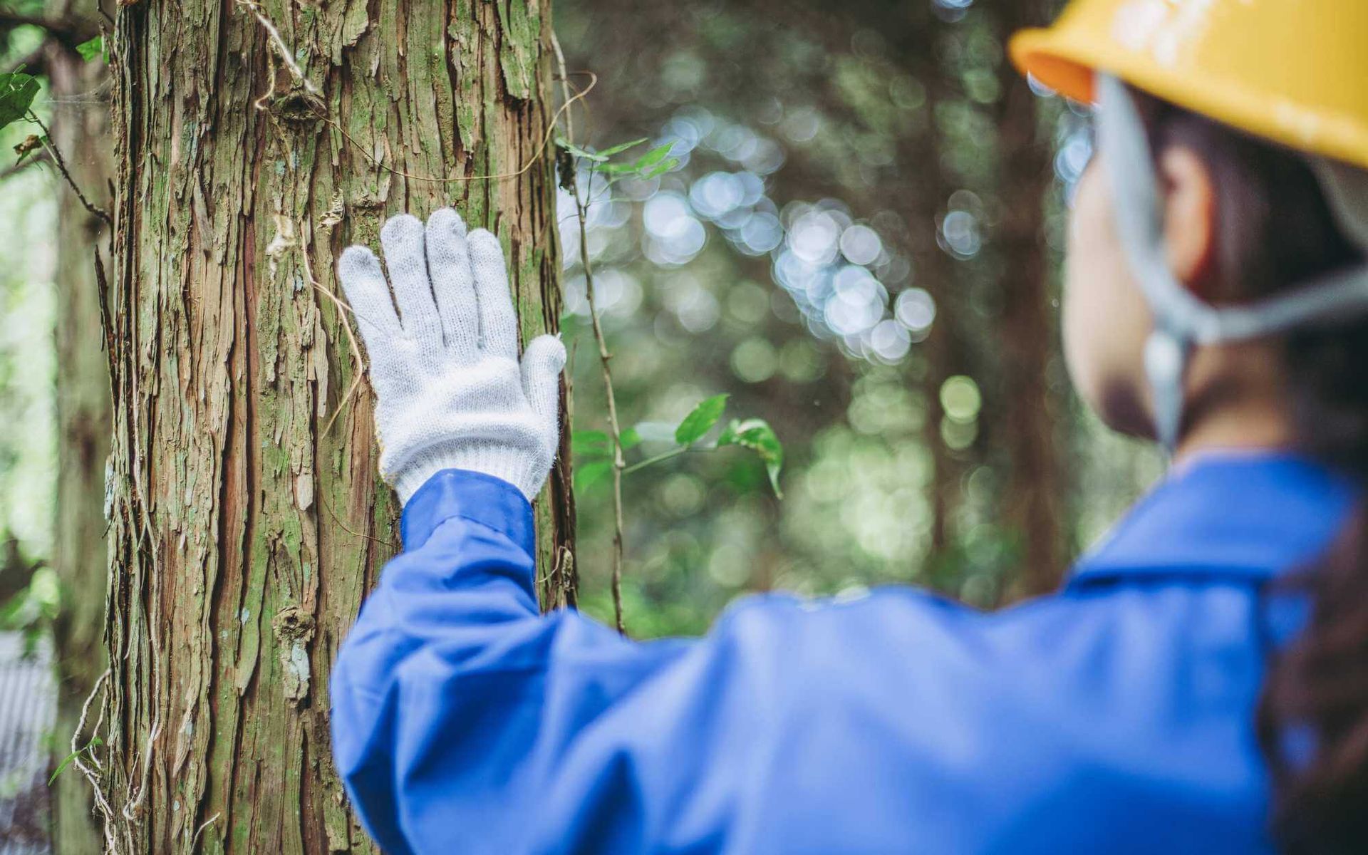 urban tree assessment
