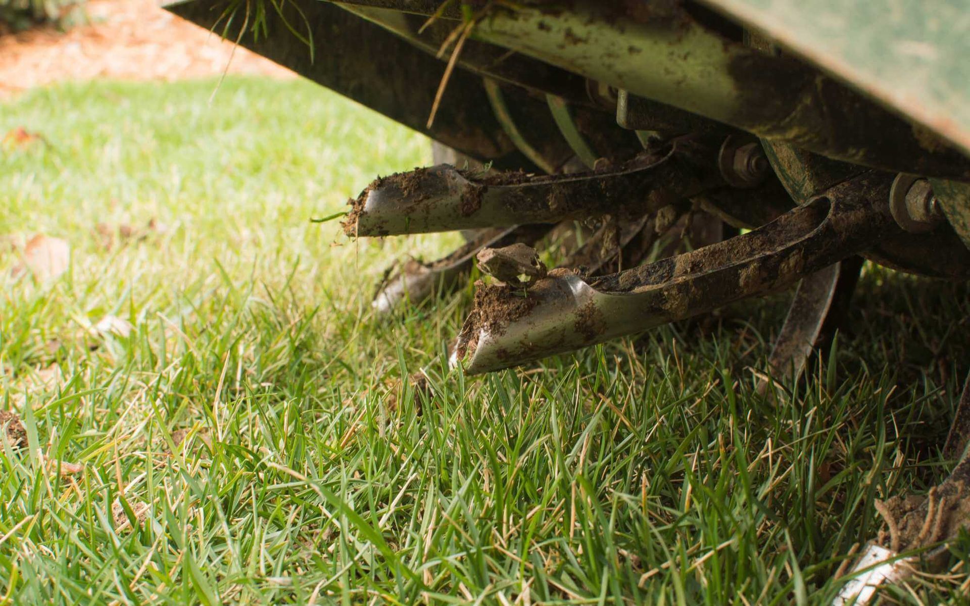 Breathing Life Back In: Aerating Soil to Revitalize Trees