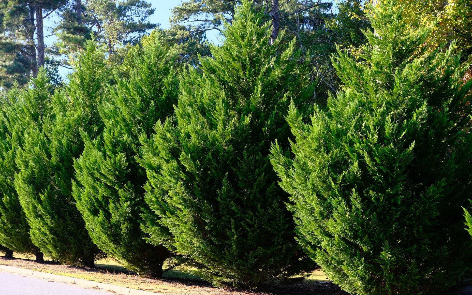 Enhancing Drought Tolerance with Plant Growth Regulators