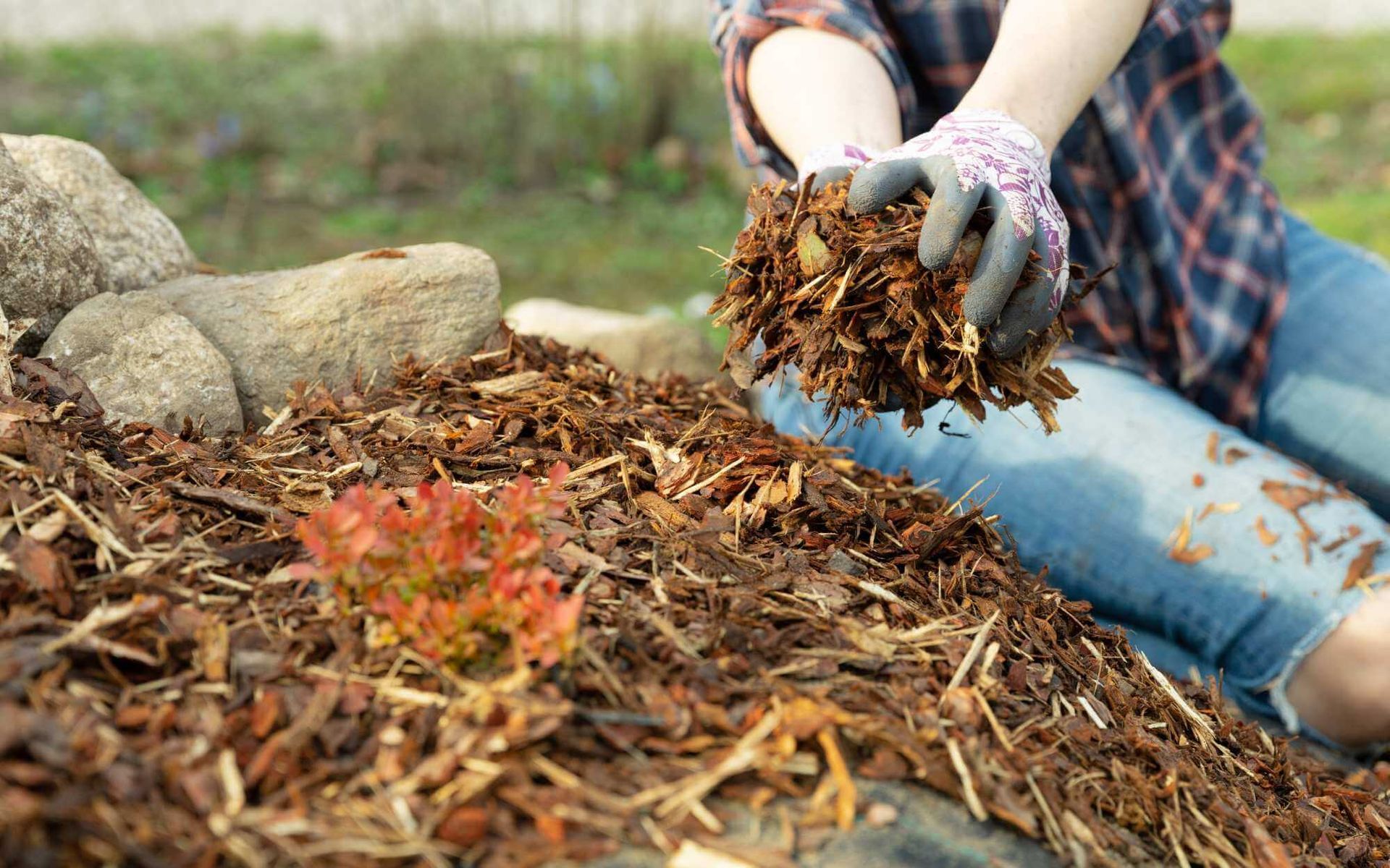 organic mulch for soil nutrition