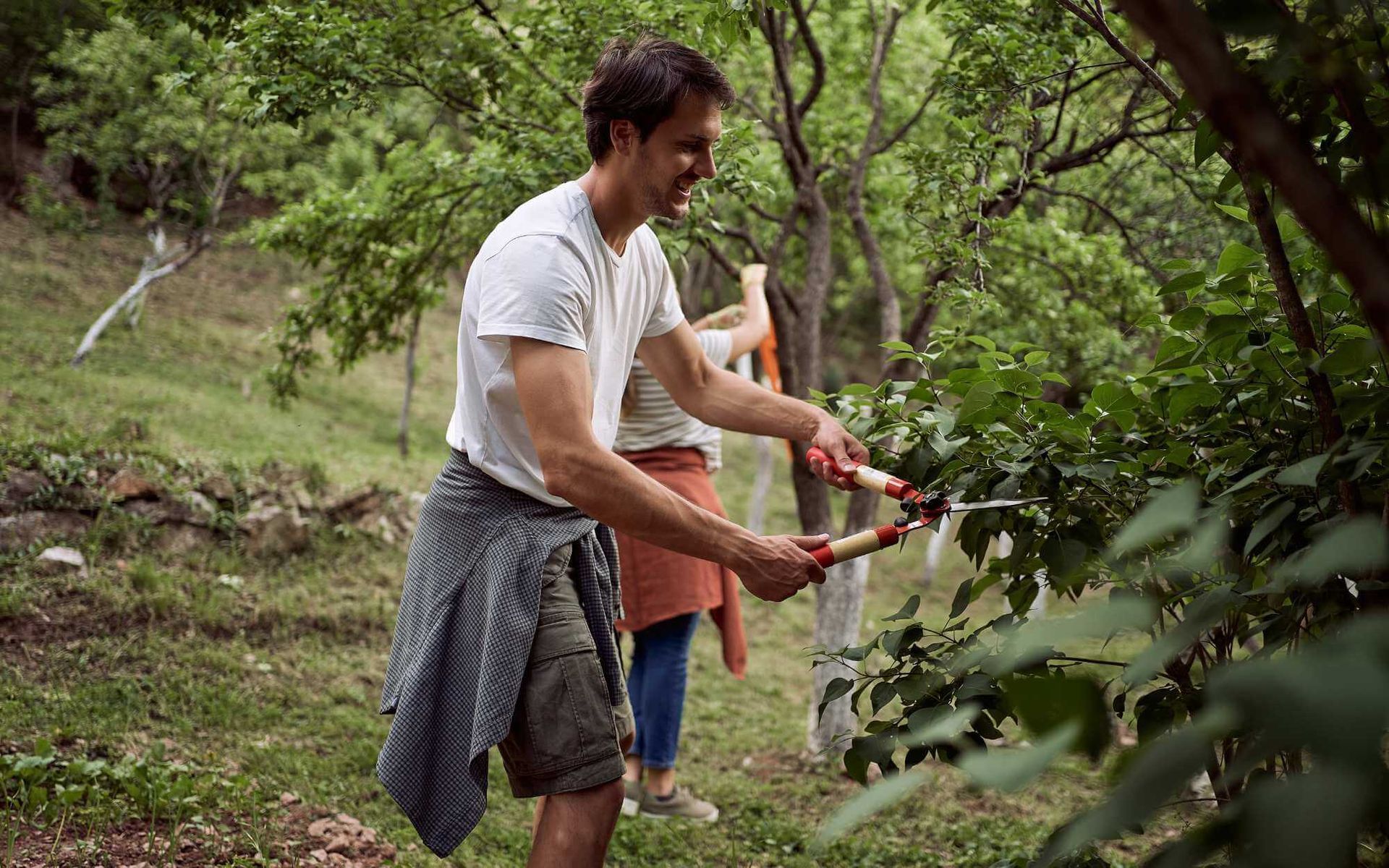 Garden Couture: Pruning Fruit Trees for Aesthetic Design