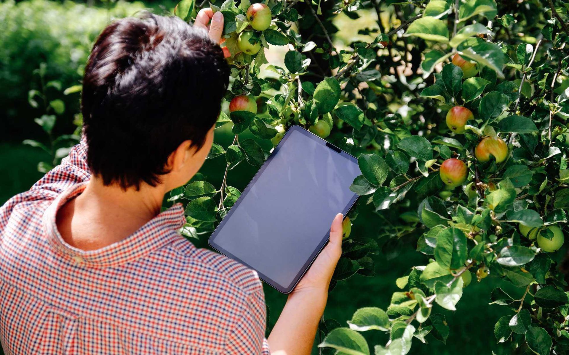 Arborist vs. DIY: Making Informed Tree Care Choices