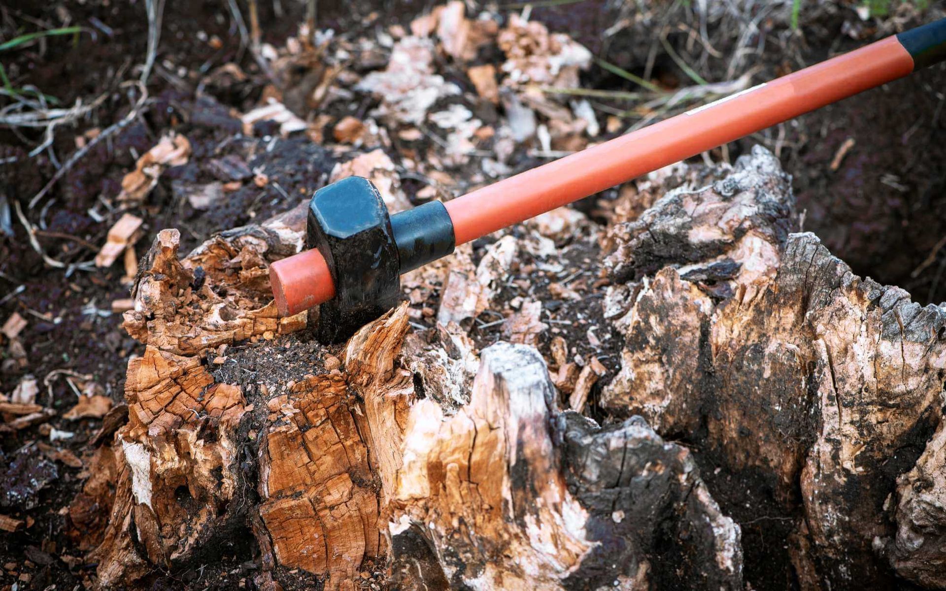 DIY storm-damage tree removal