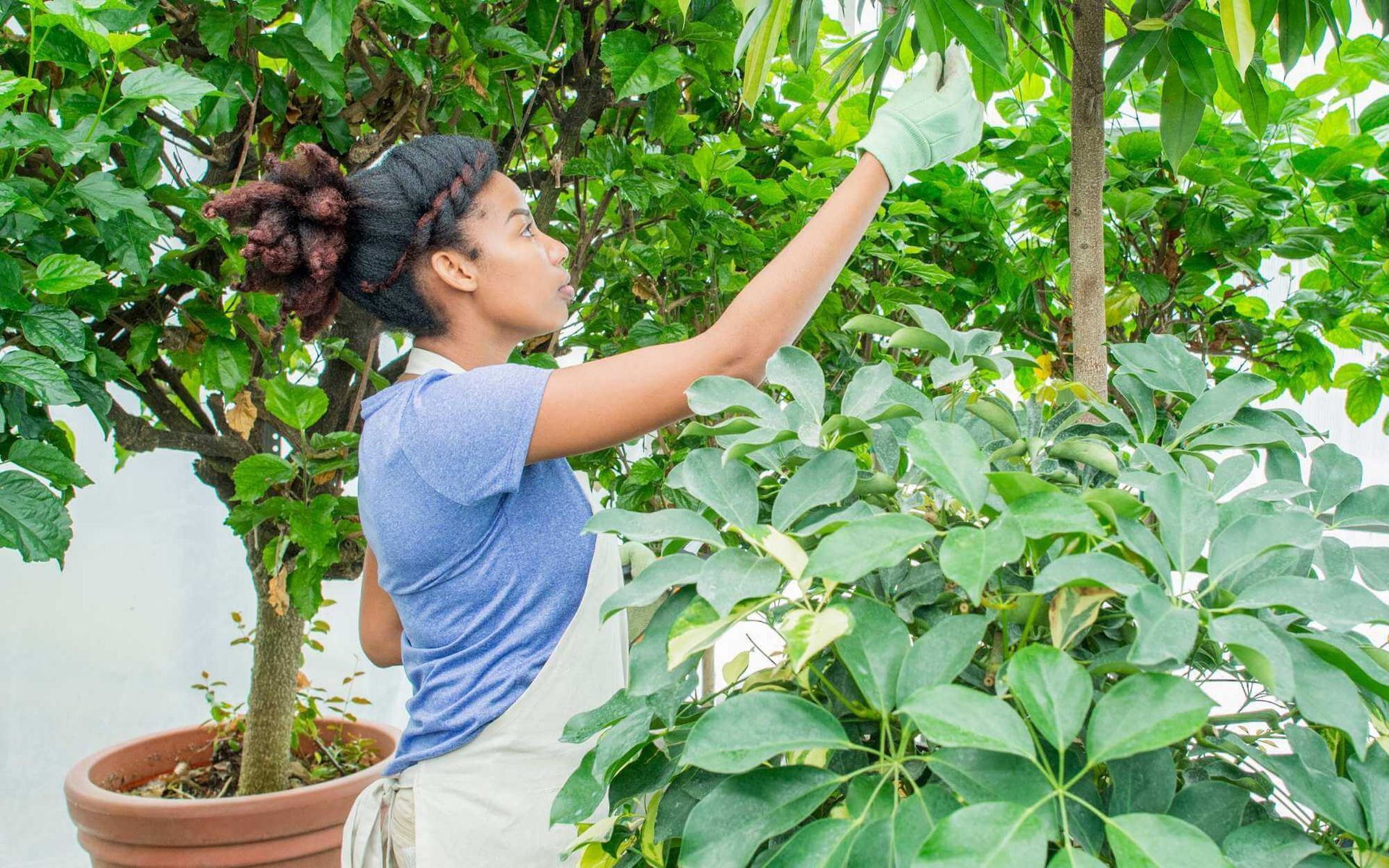 Homeowner's Guide to Hazardous Tree Recognition