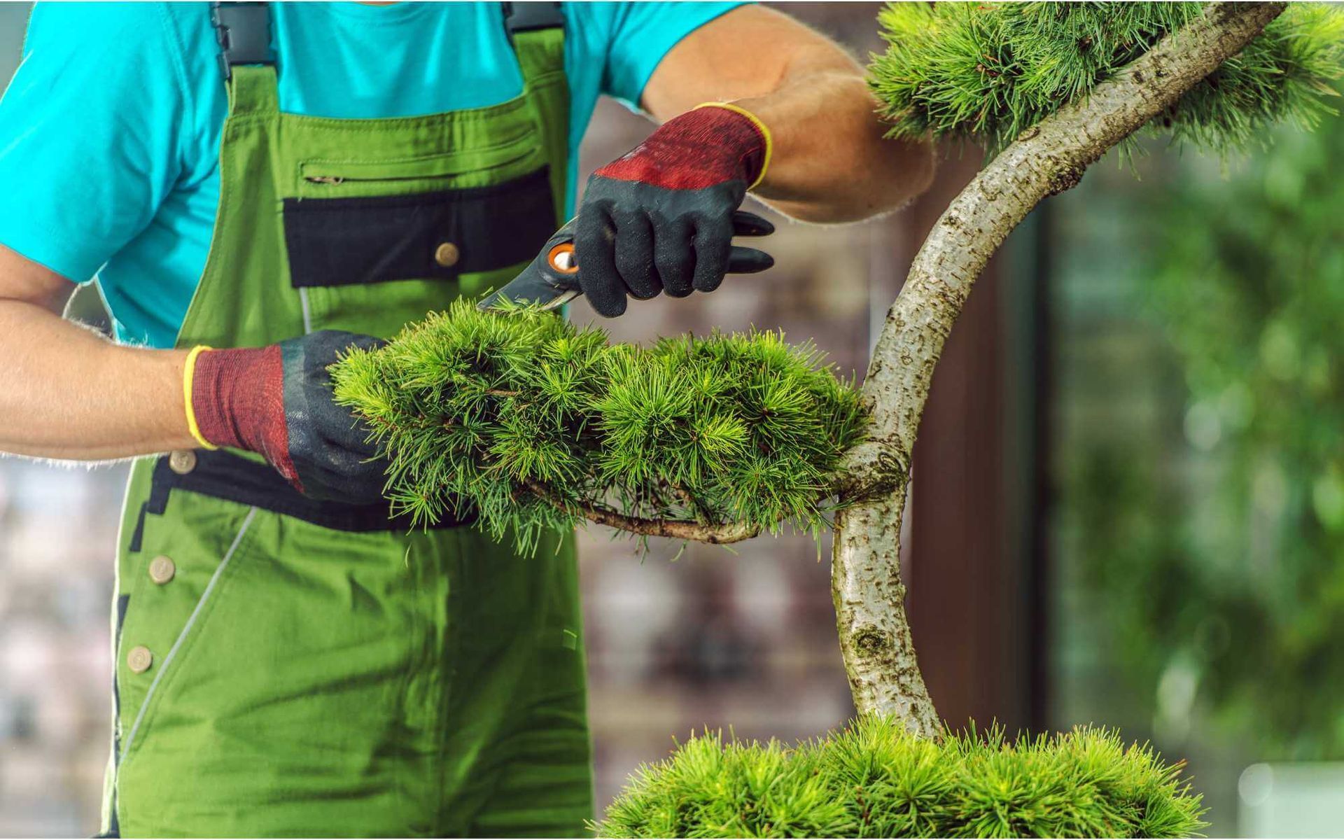 How You Can Benefit from Aesthetic Tree Pruning Services