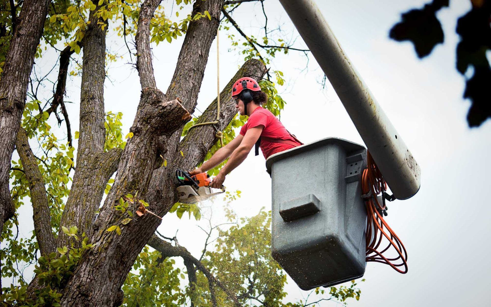 from a bucket, this local tree trimmer is cutting a dead branch high off the tree